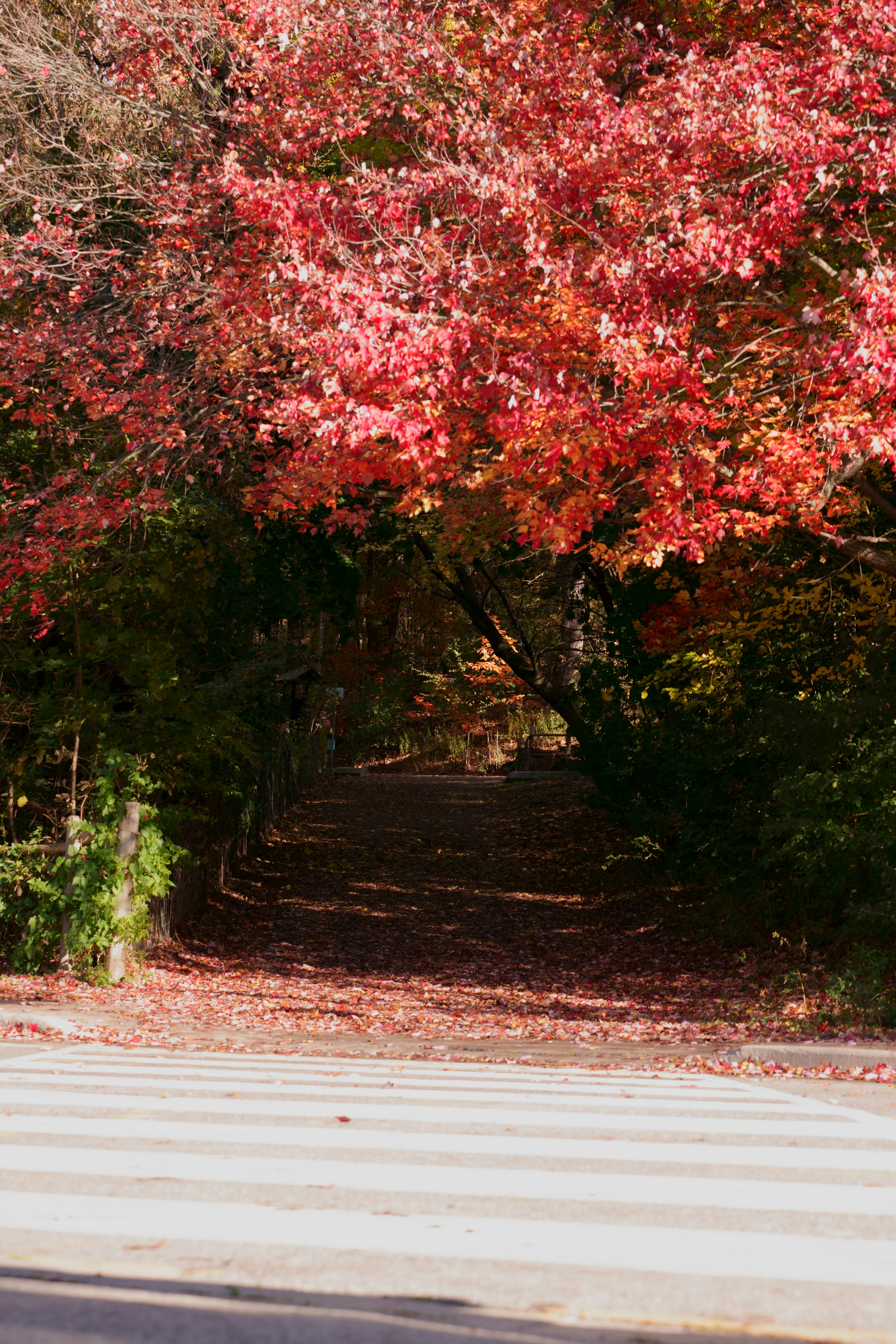 Photo by terrladennis