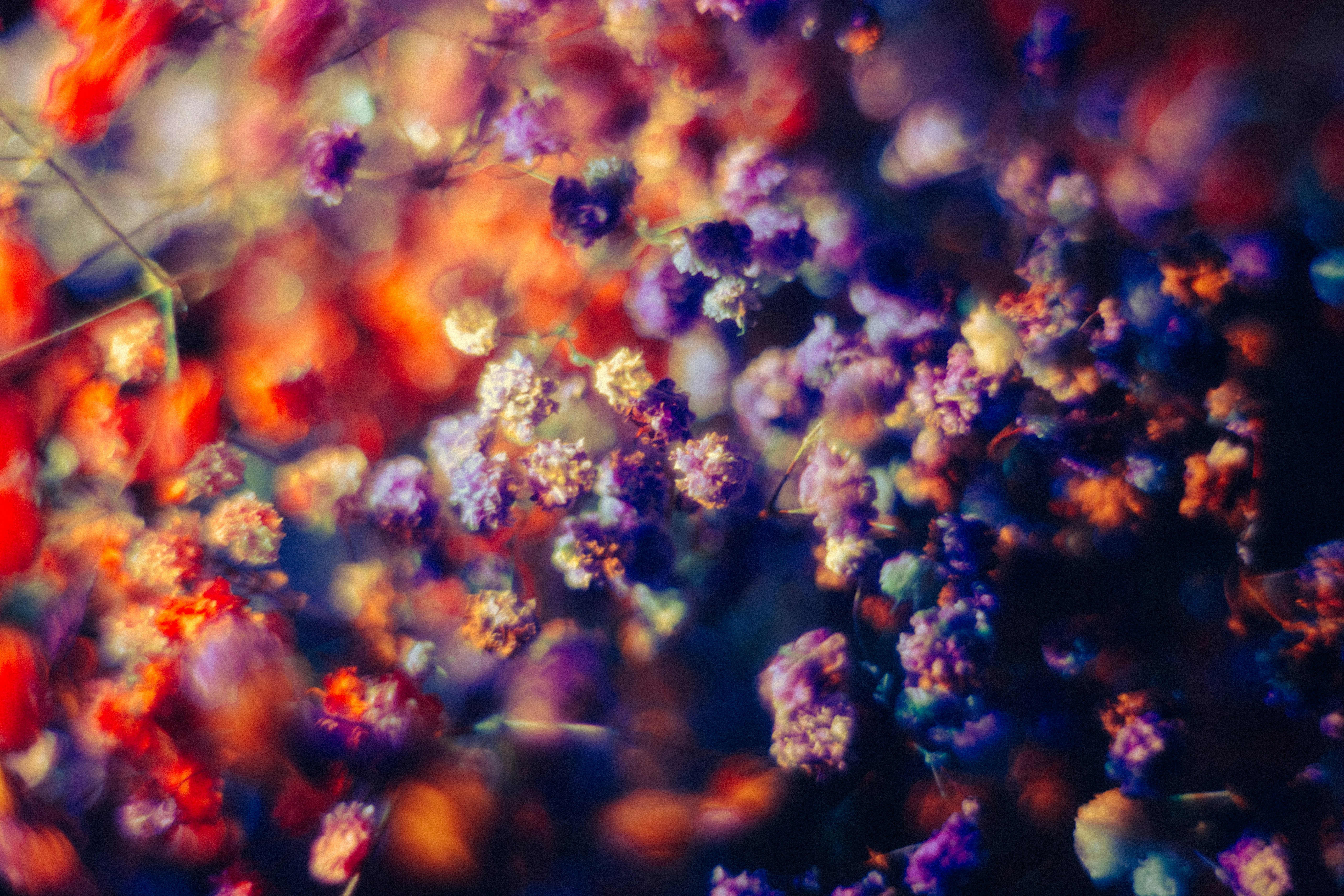 A bunch of flowers that are in the grass