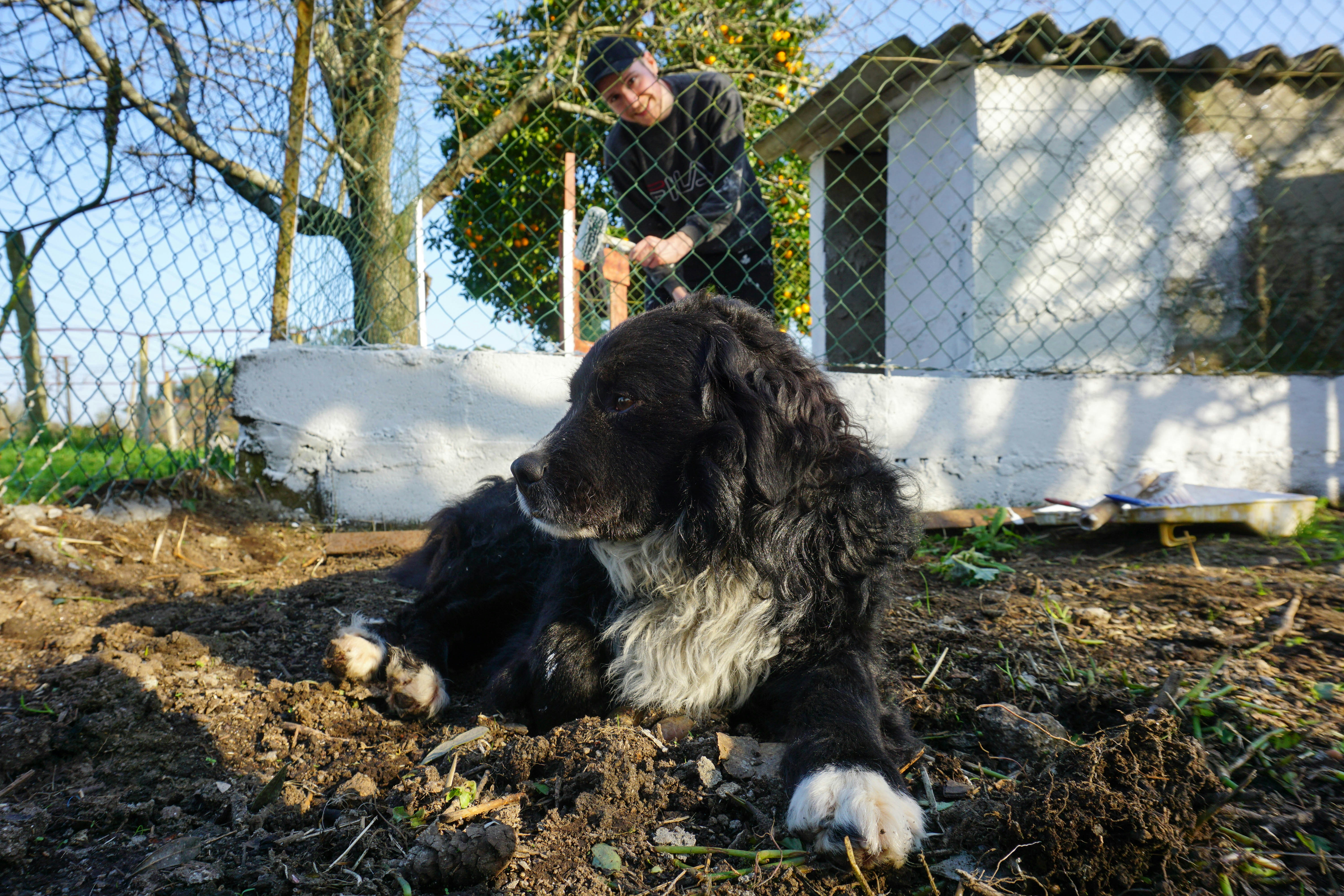 A black and white dog laying on the ground next to a fence