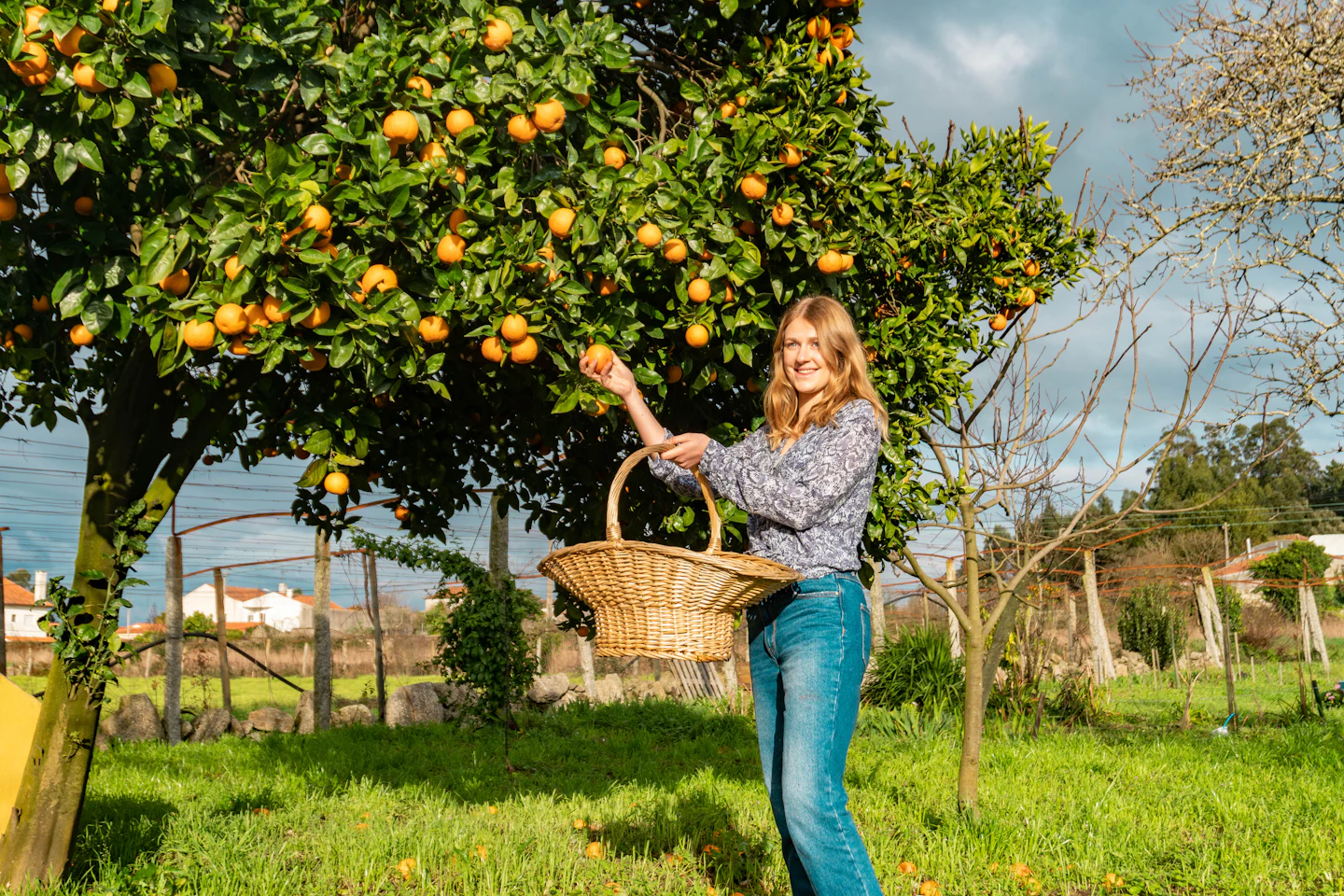 A woman picking oranges into a basket