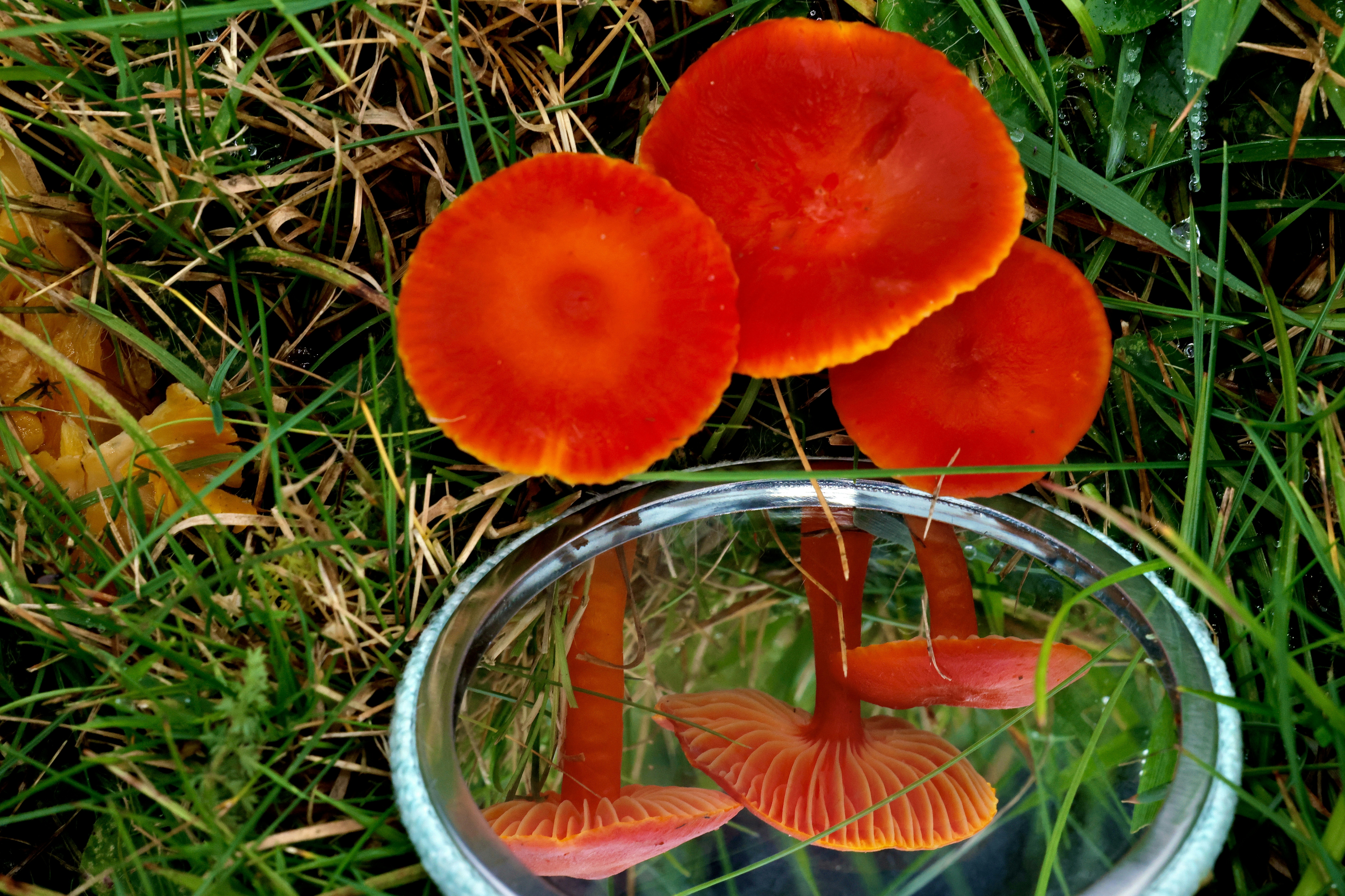 A couple of red mushrooms sitting on top of a grass covered field