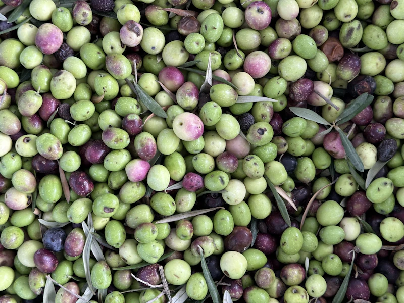 A pile of green and purple olives