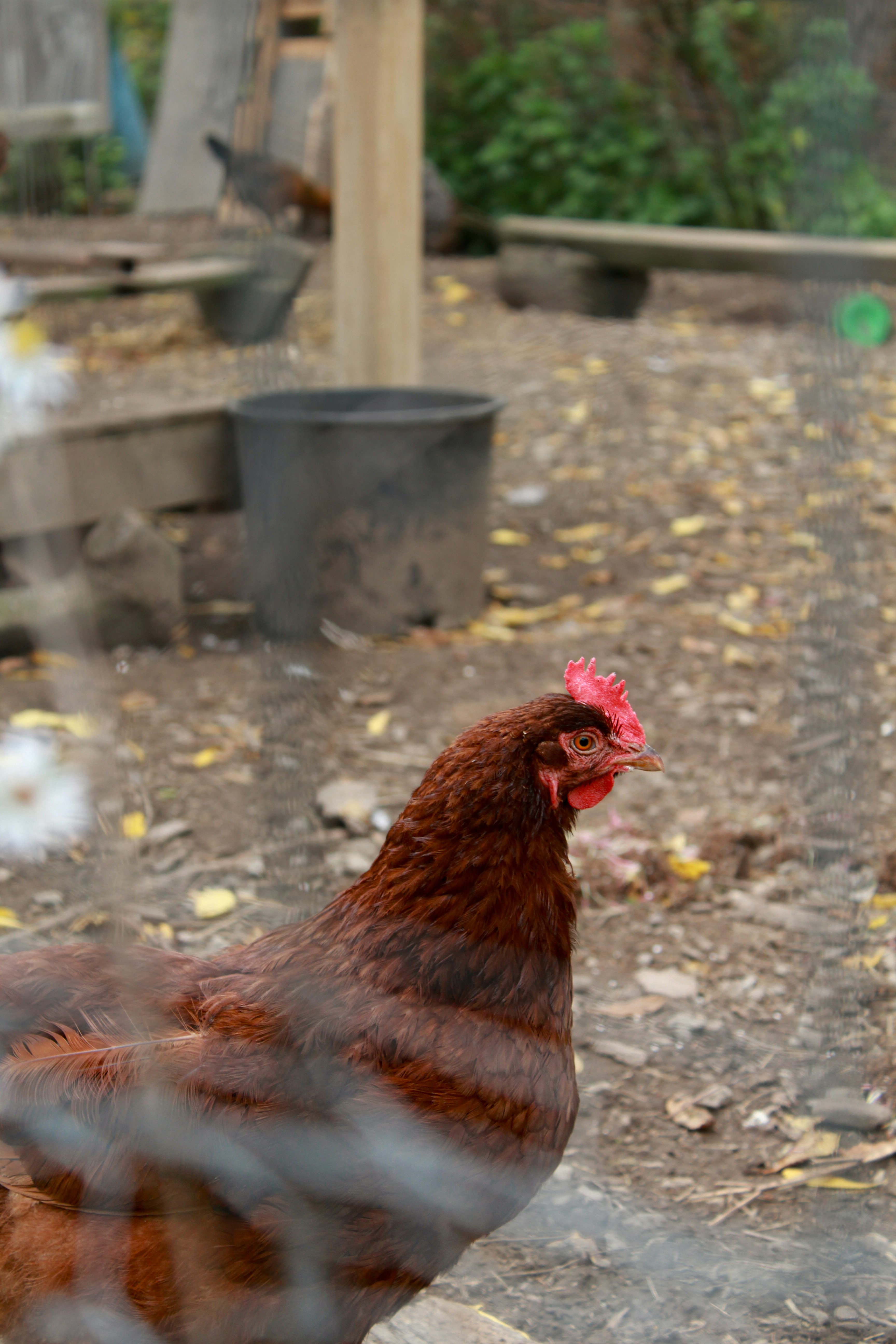 Ein braunes Huhn steht auf einem Felde