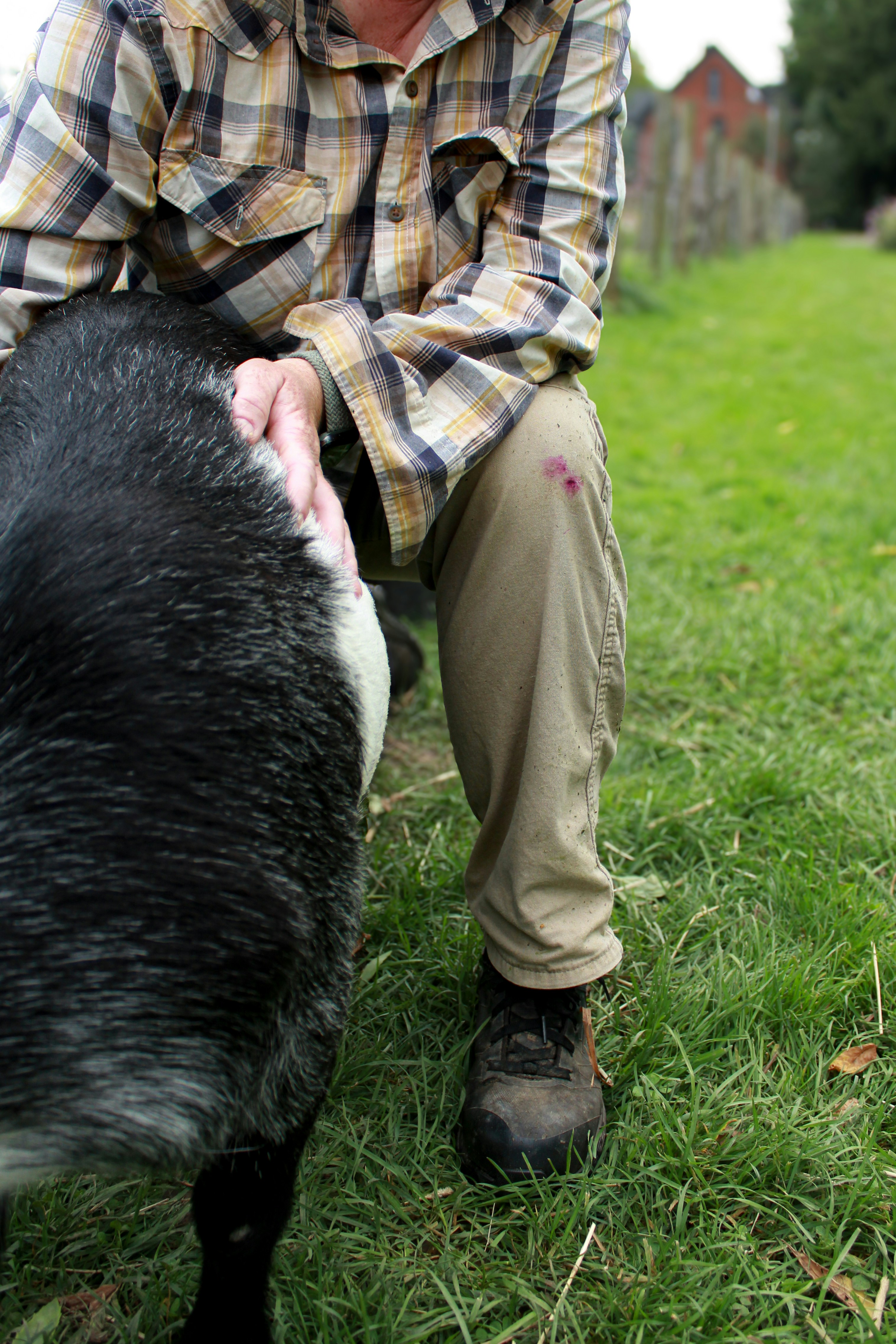 Ein Mann kniet neben einem schwarz-weißen Schwein
