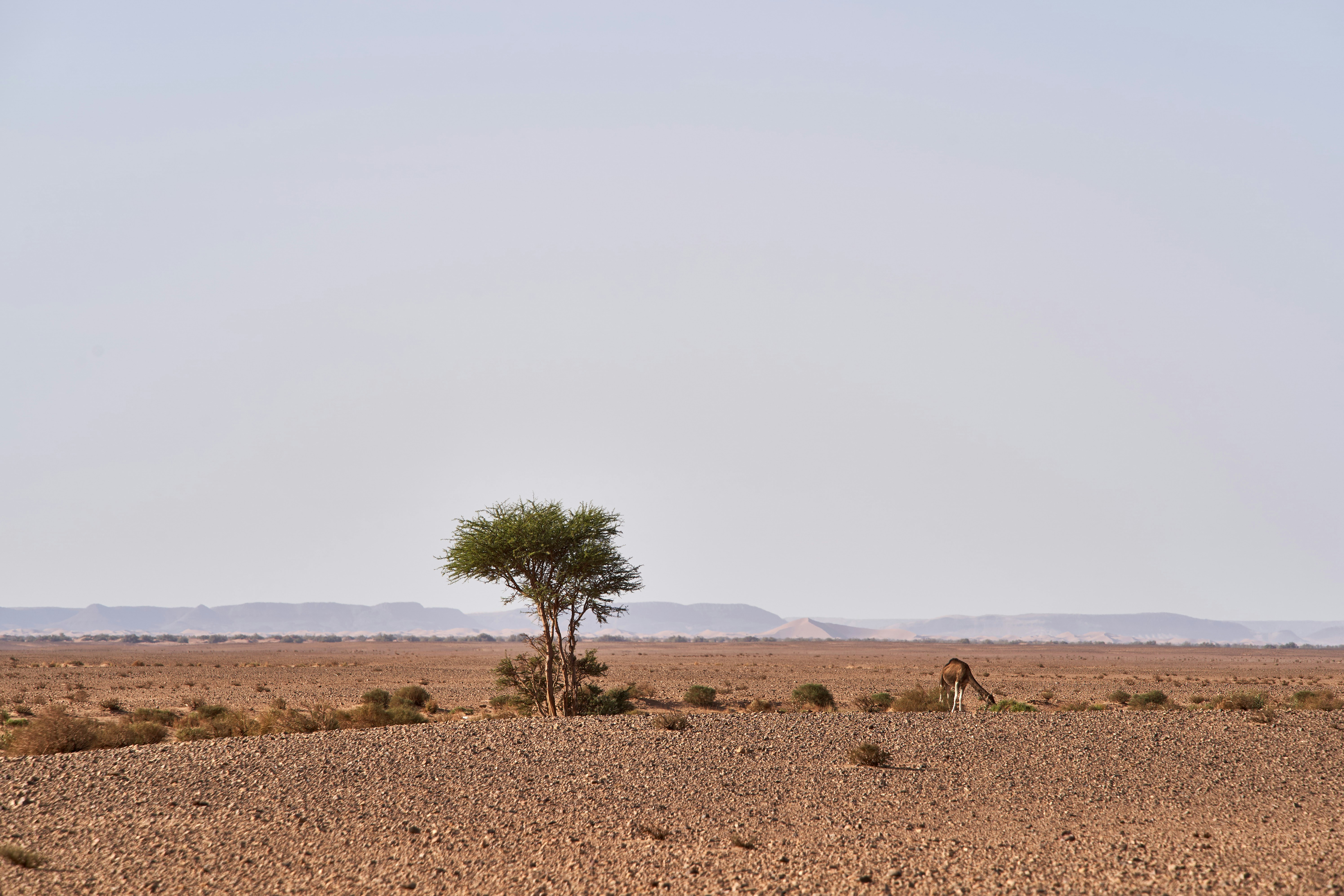 Photo by wolfgang_hasselmann