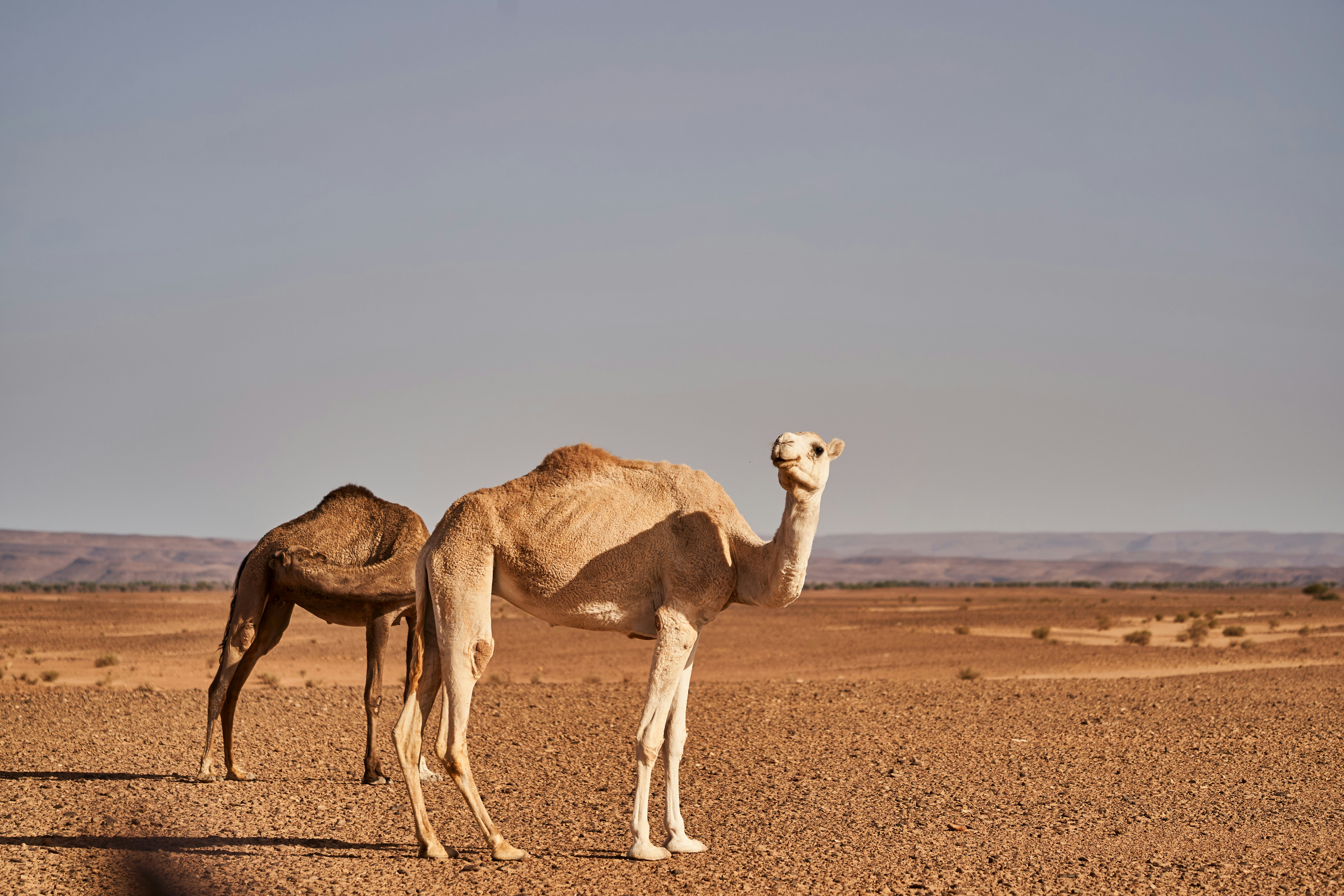 Photo by wolfgang_hasselmann