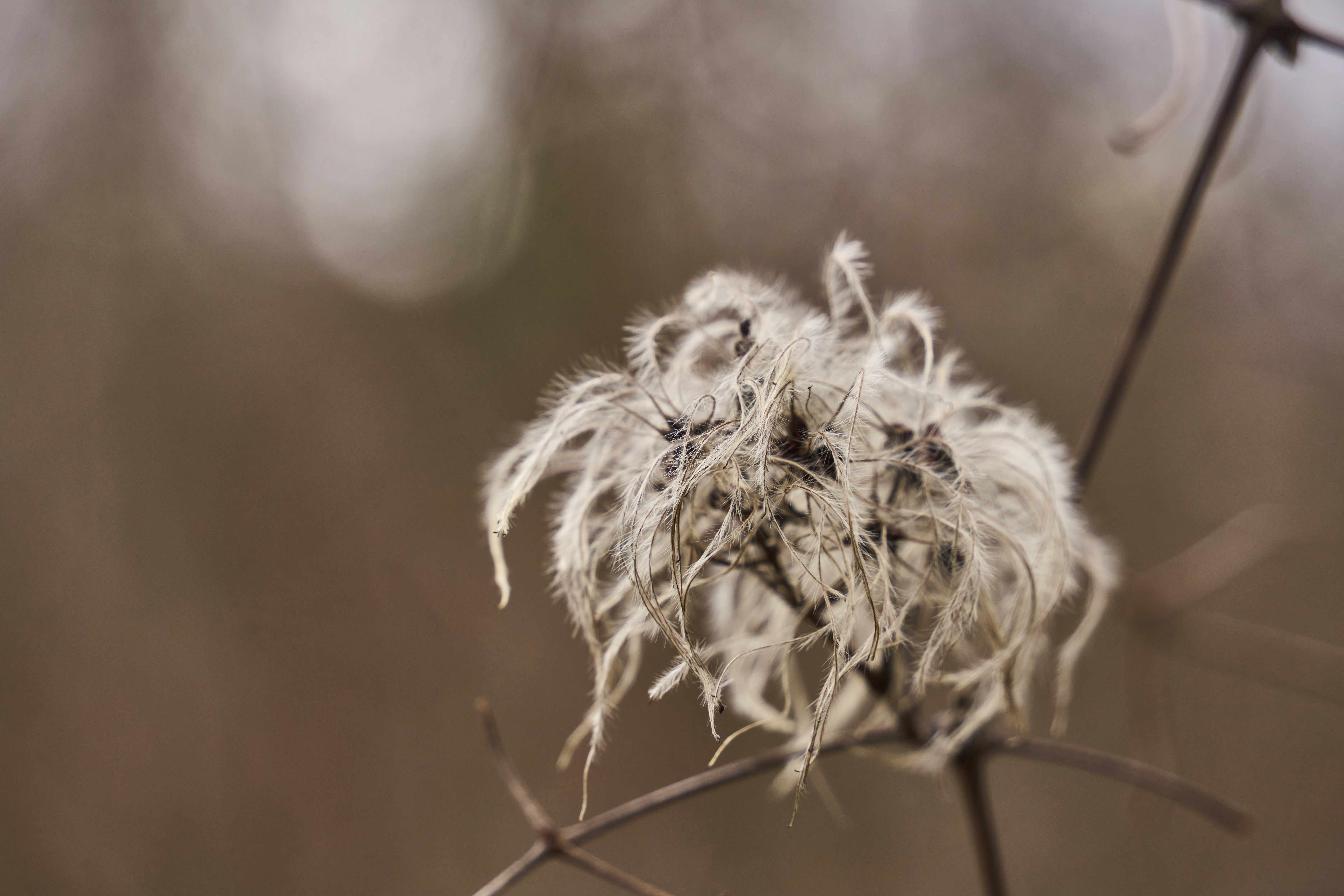 Photo by wolfgang_hasselmann