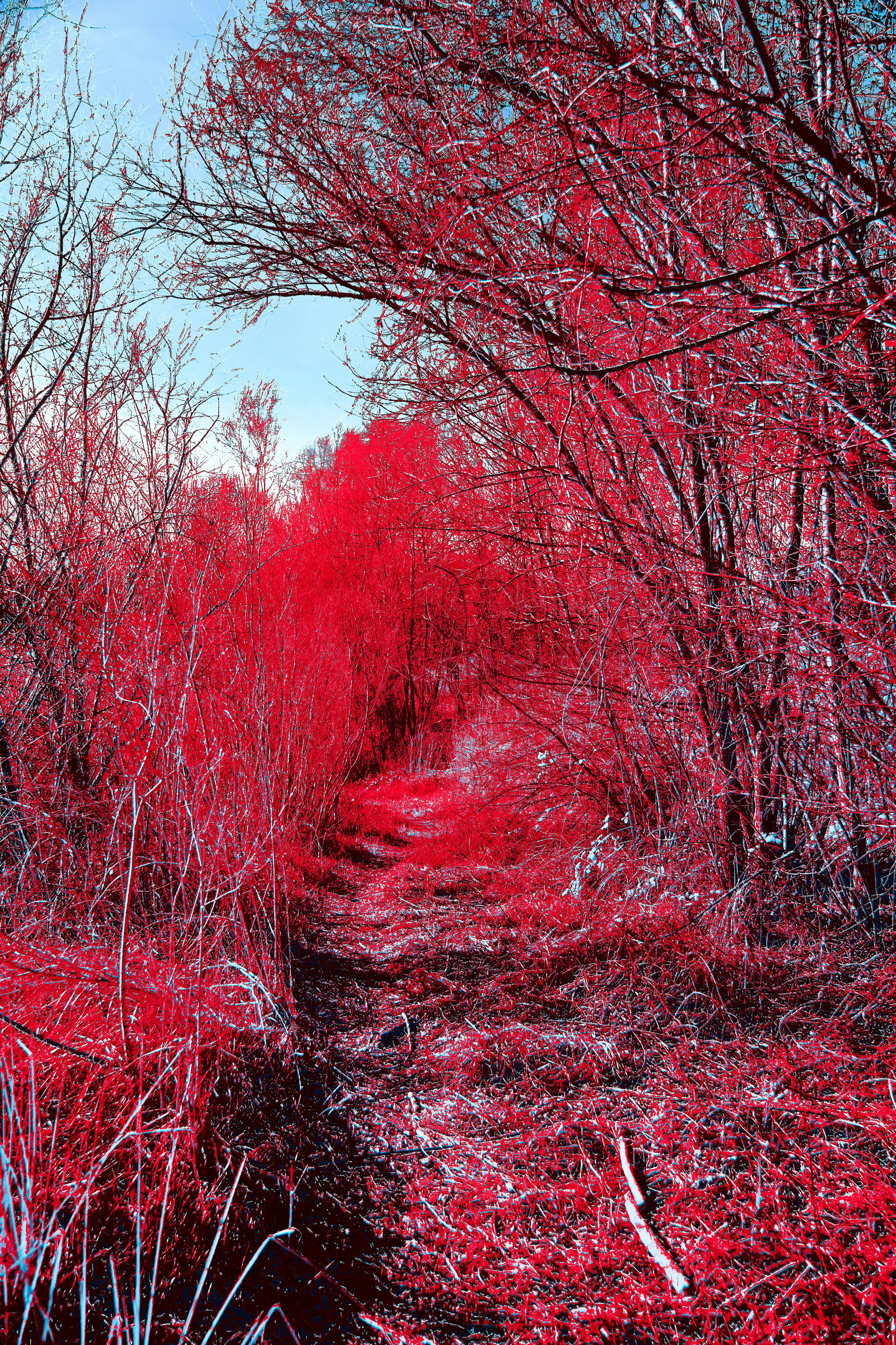 Photo by wolfgang_hasselmann