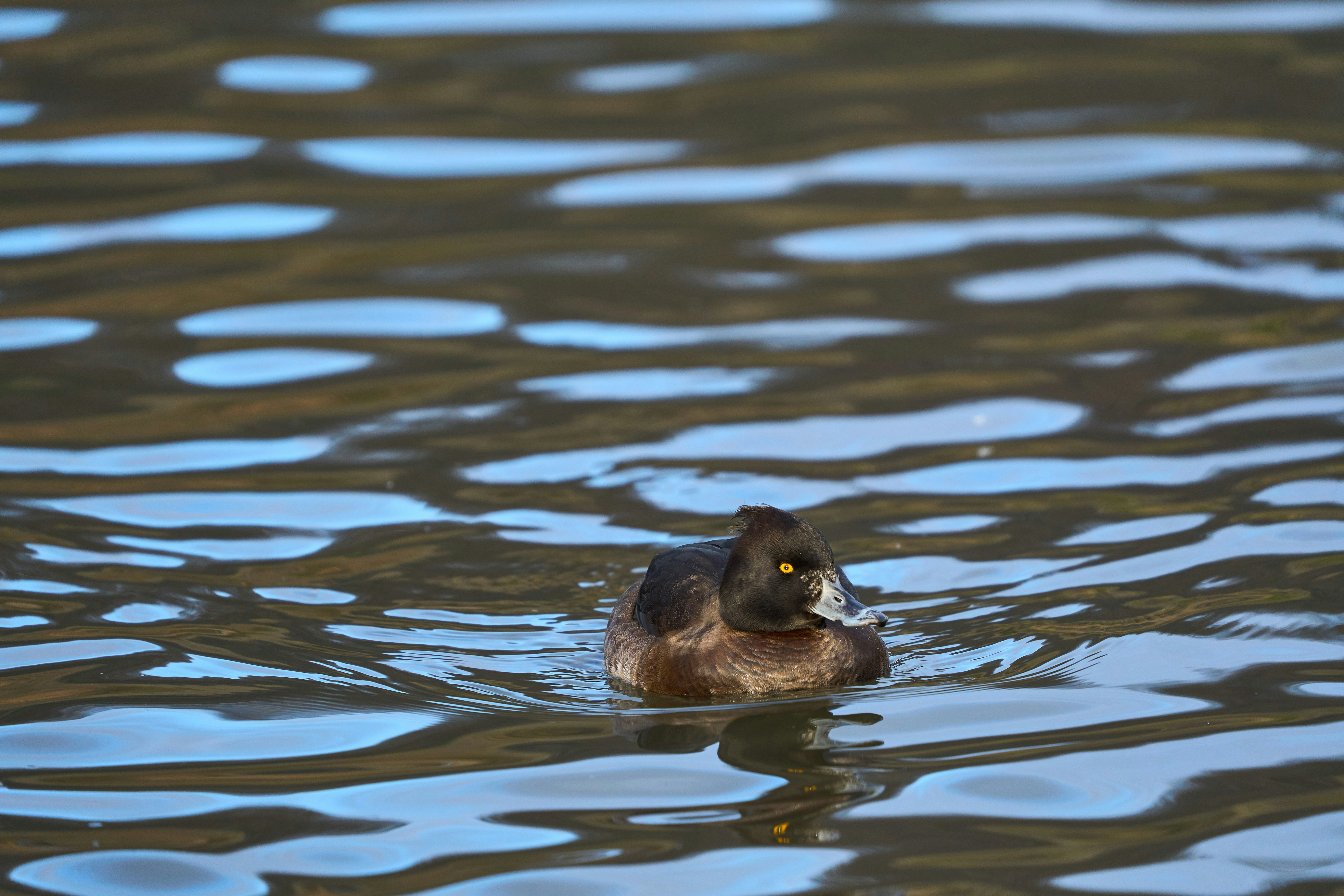 Photo by wolfgang_hasselmann