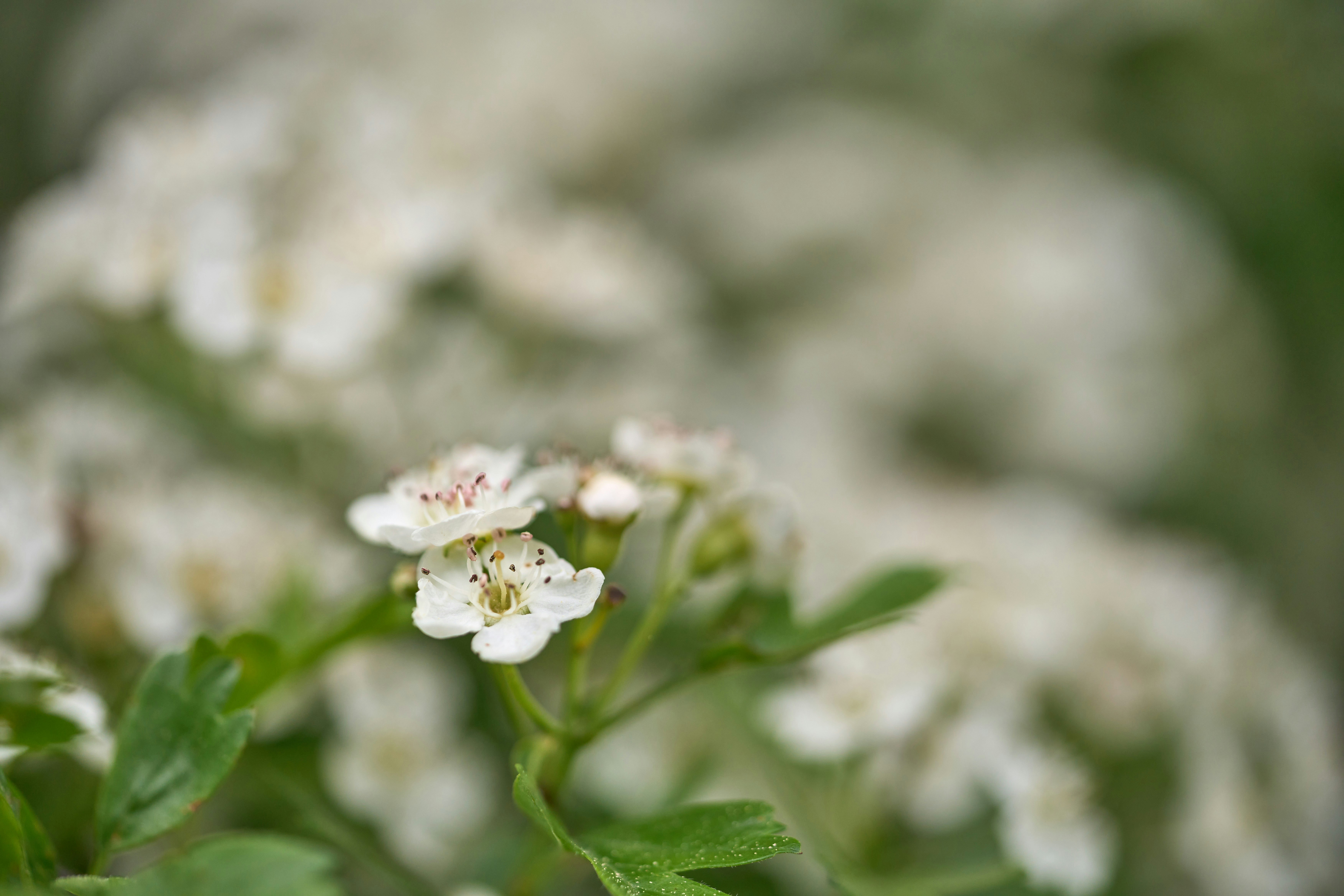 Photo by wolfgang_hasselmann