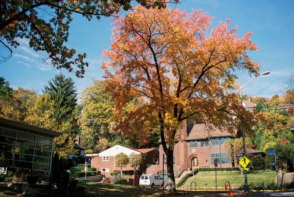The image depicts a serene autumn scene with a large tree on the right side, its branches adorned with vibrant orange leaves that contrast beautifully against the clear blue sky. The tree is situated next to a brick building, which appears to be a house or an apartment complex. In front of the building, there's a white car parked neatly by the curb. A street sign can also be seen in the foreground, indicating the location as a residential area with a sidewalk running parallel to it.

In the background, several other trees are visible, adding depth and texture to the scene. The image is taken from a low angle, making the tree appear even more majestic against the sky.