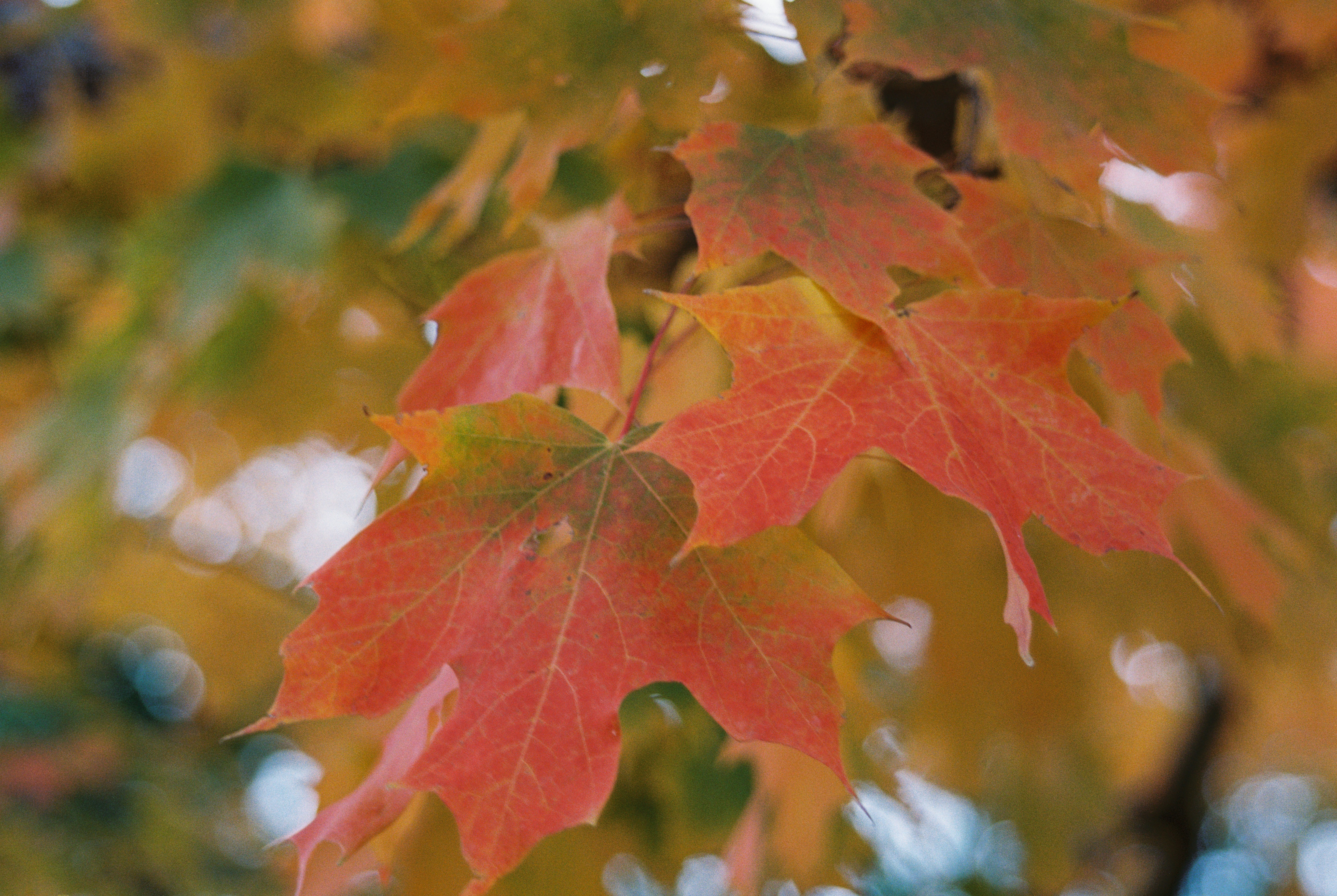 Photo by zhenyao_photo