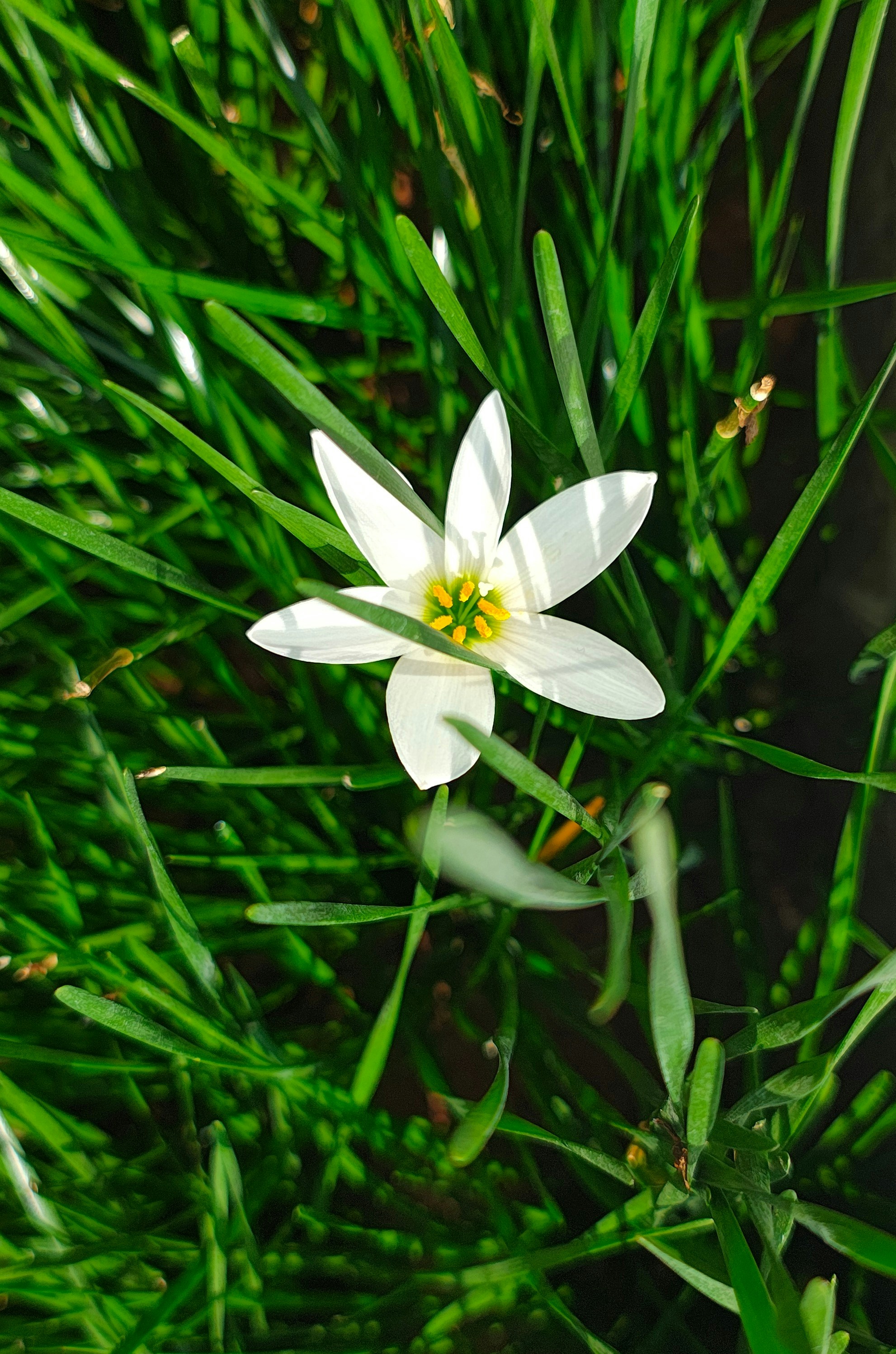 Photo by heeraharini