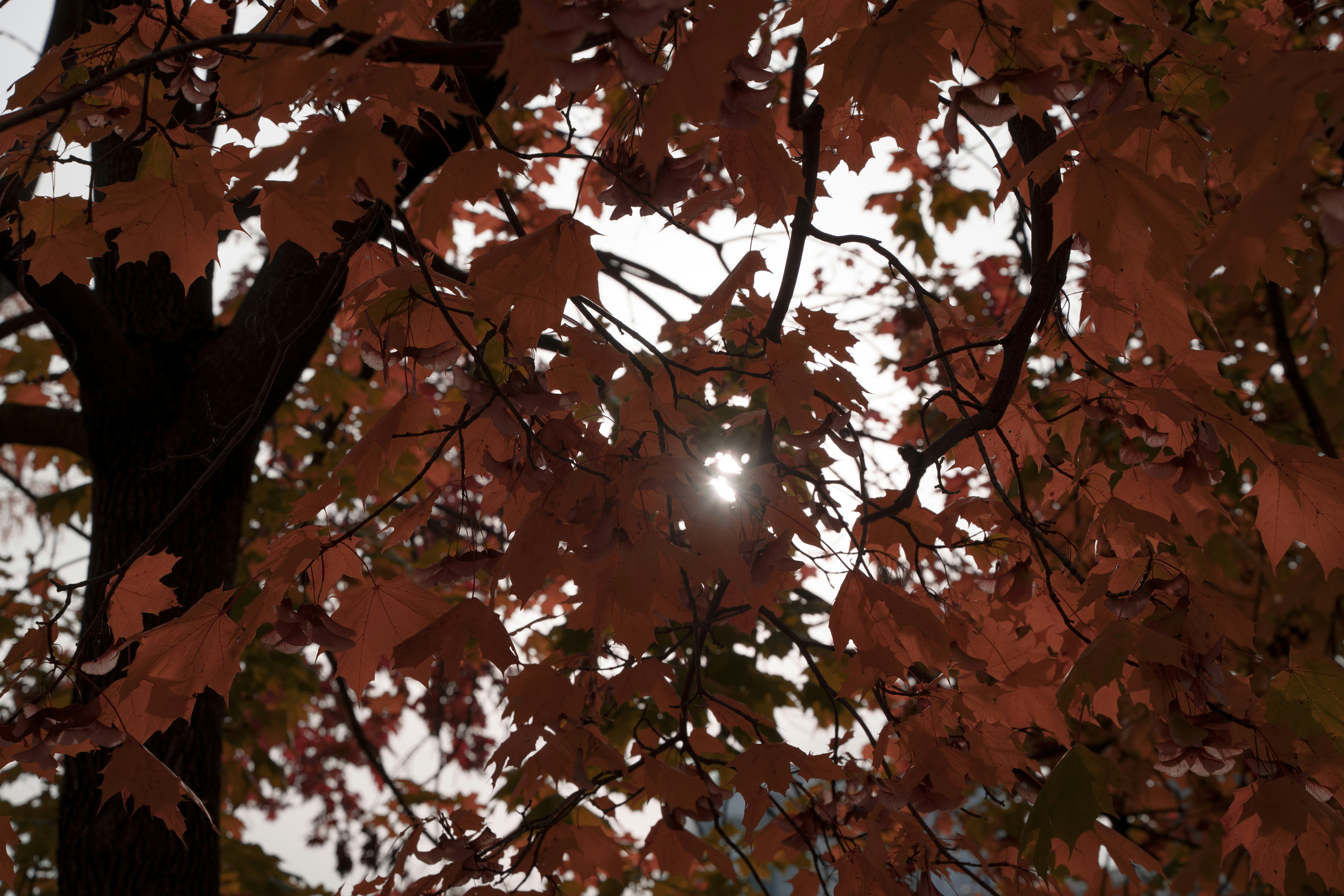 Photo by superxcalvin