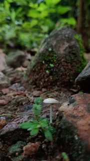 A small white mushroom sitting on top of a forest floor