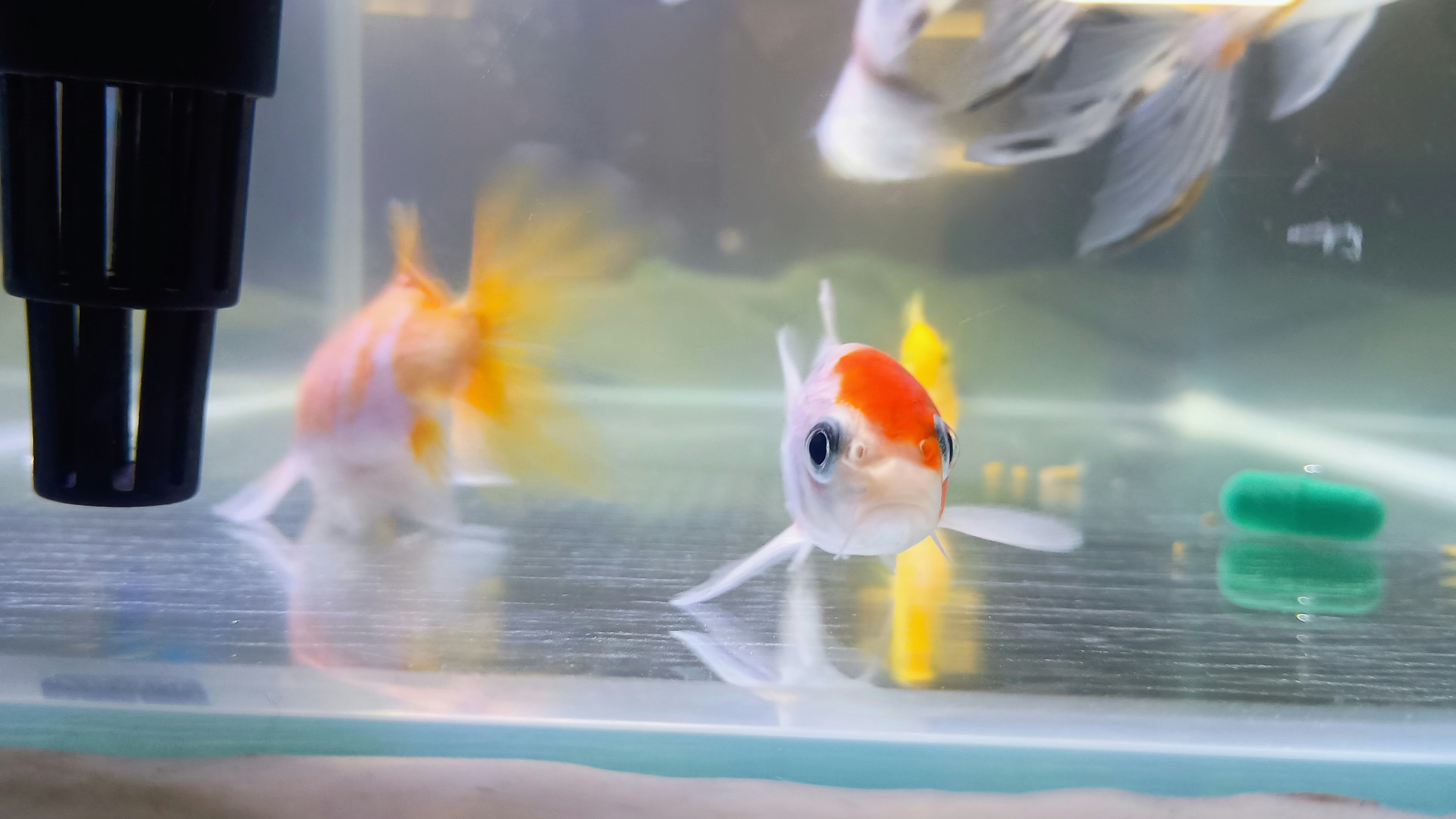 A group of goldfish in an aquarium