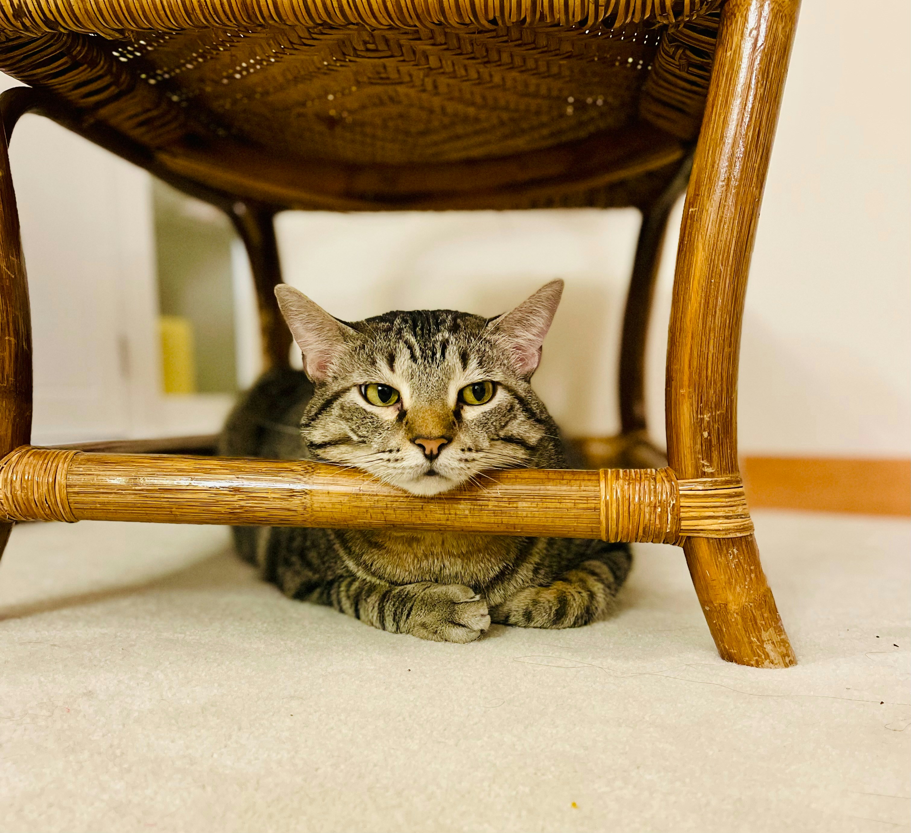 A cat sitting under a wooden chair on the floor photo – Free Animal ...