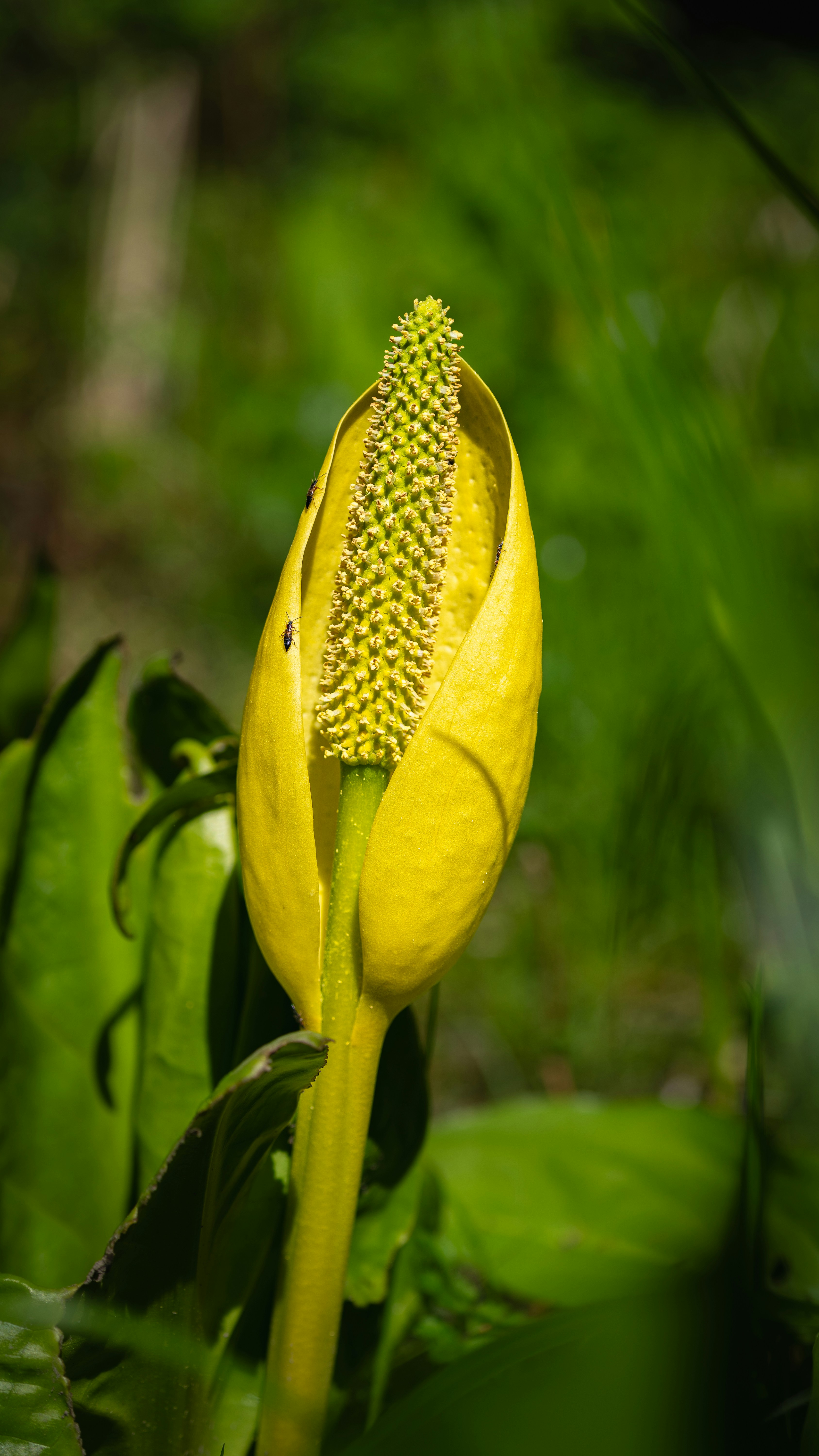 A close up of a yellow flower on a plant