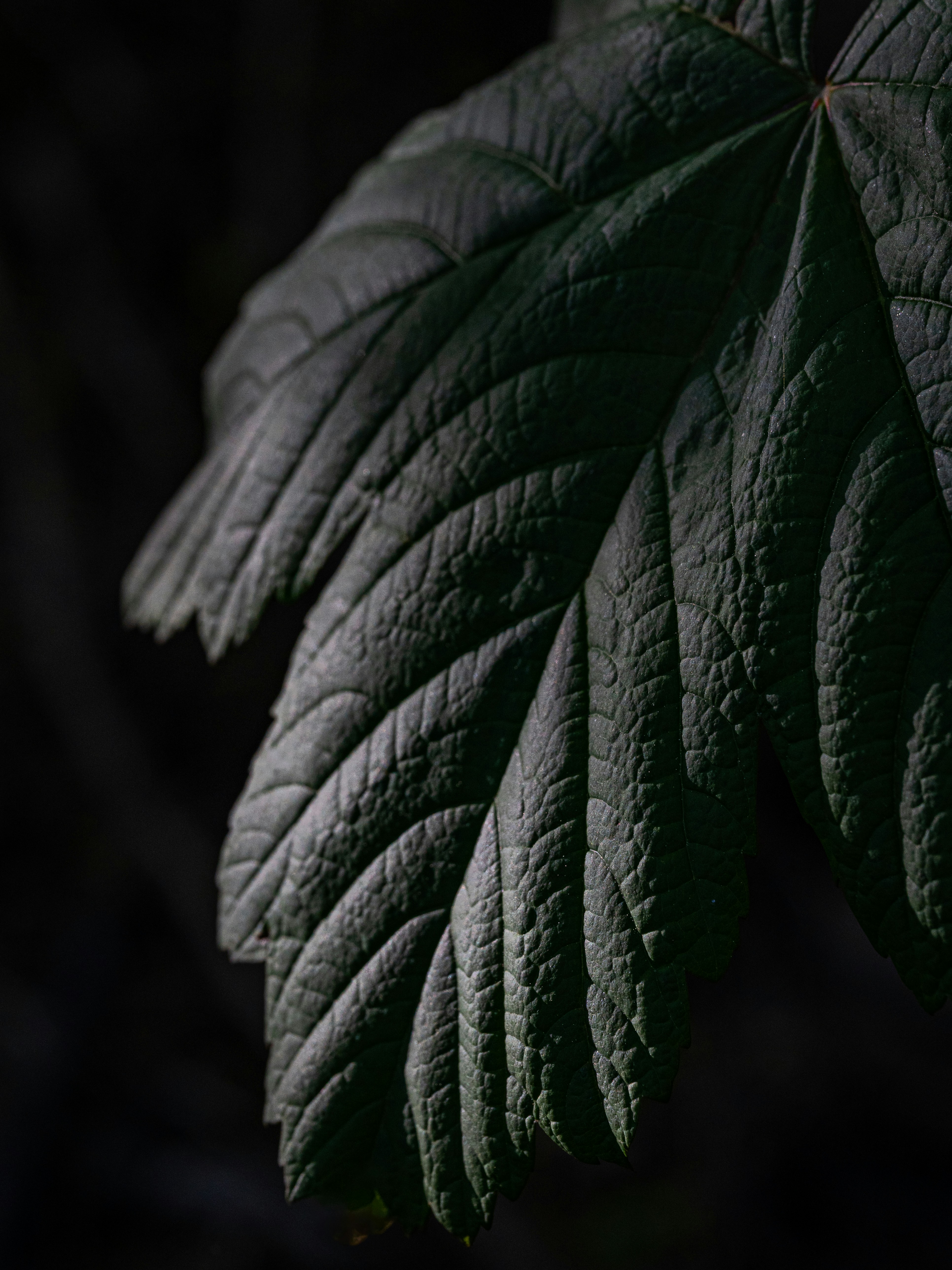 Photo by kayvanmazhar