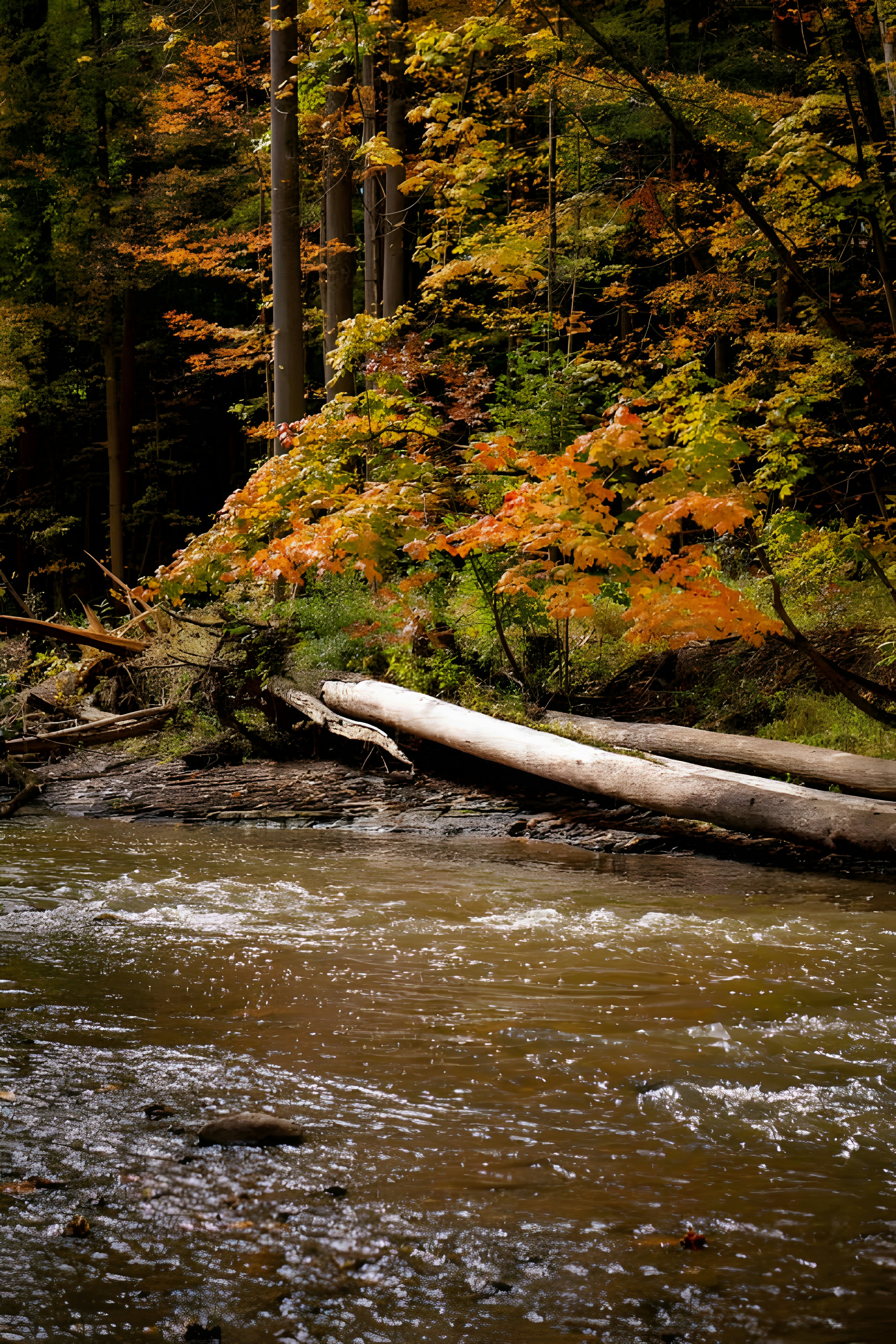 A river running through a forest filled with lots of trees photo – Free ...