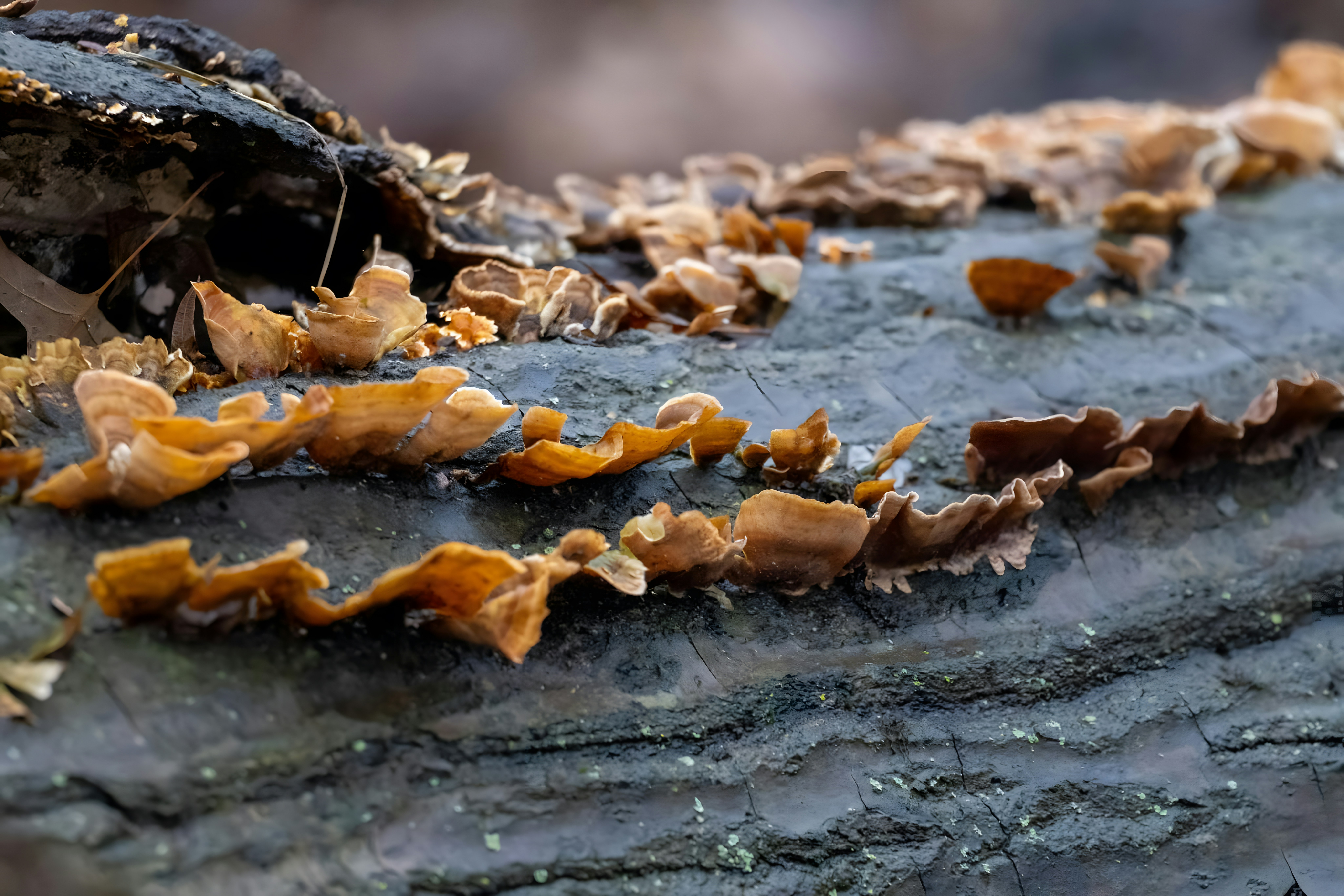 Photo by damiencampbell