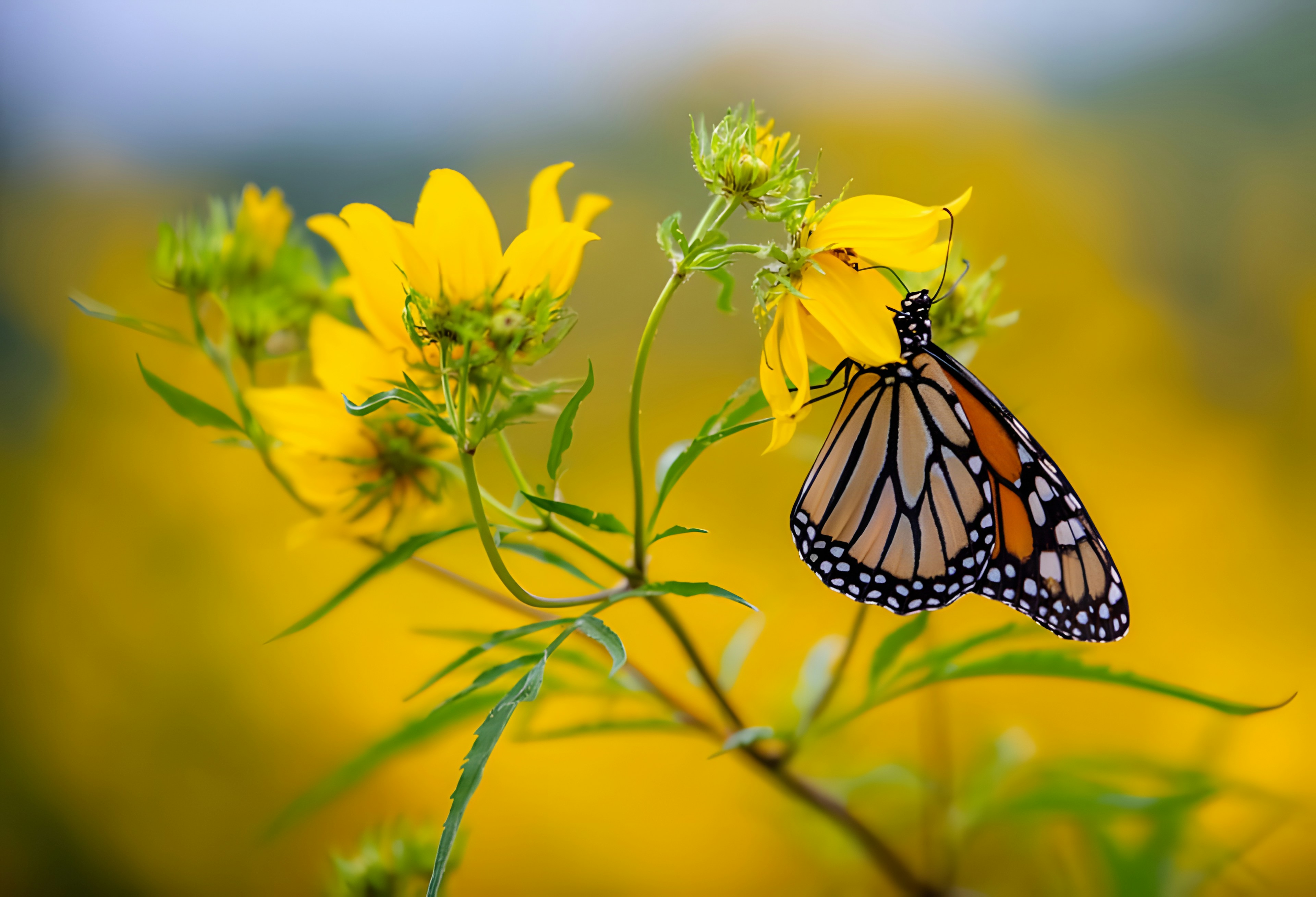 Photo by damiencampbell