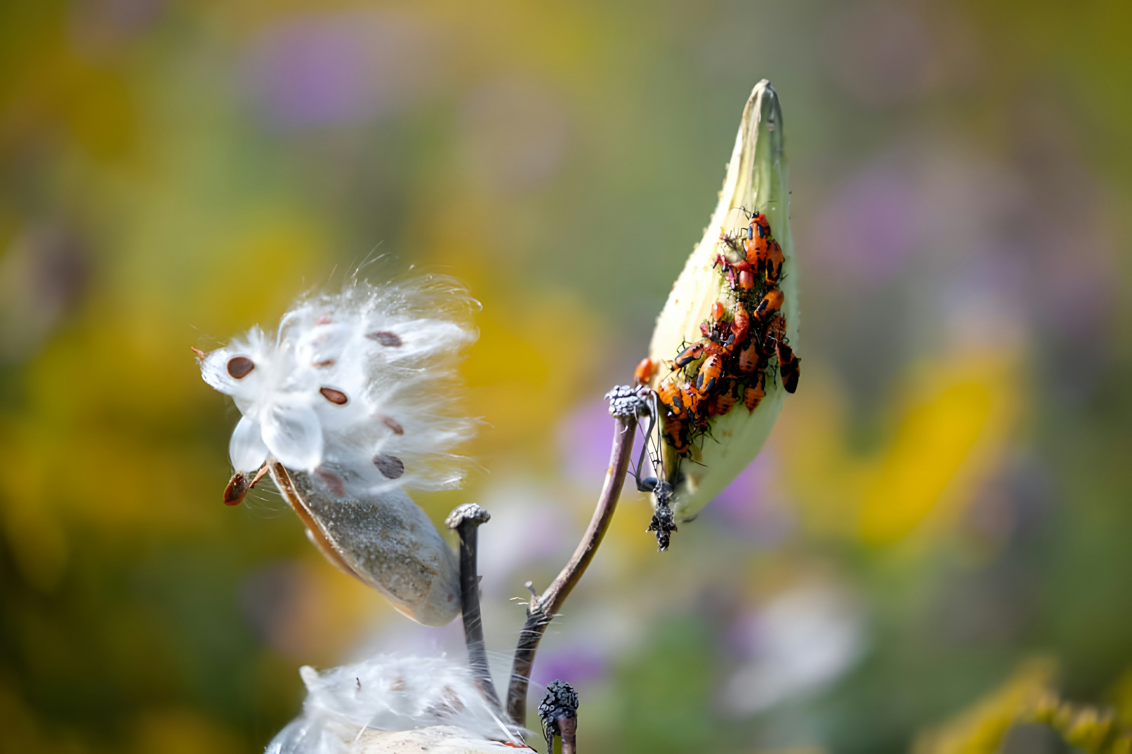 Um close up de uma flor com um fundo desfocado