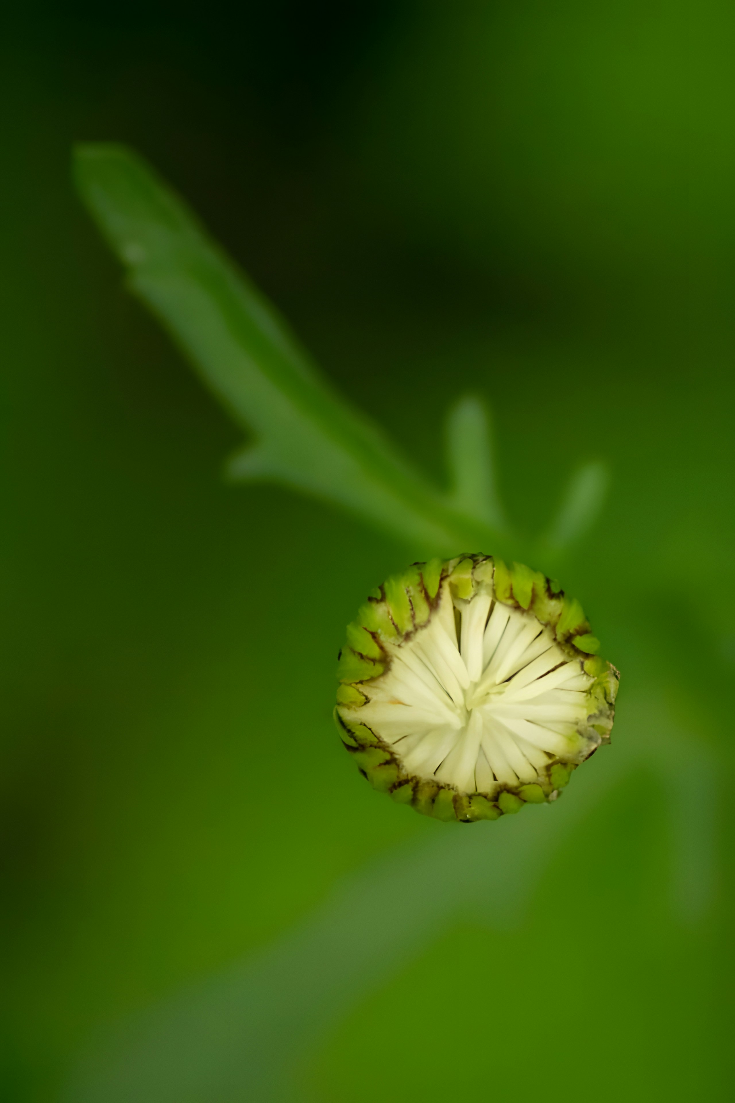 Nahaufnahme einer Blume auf einer Pflanze