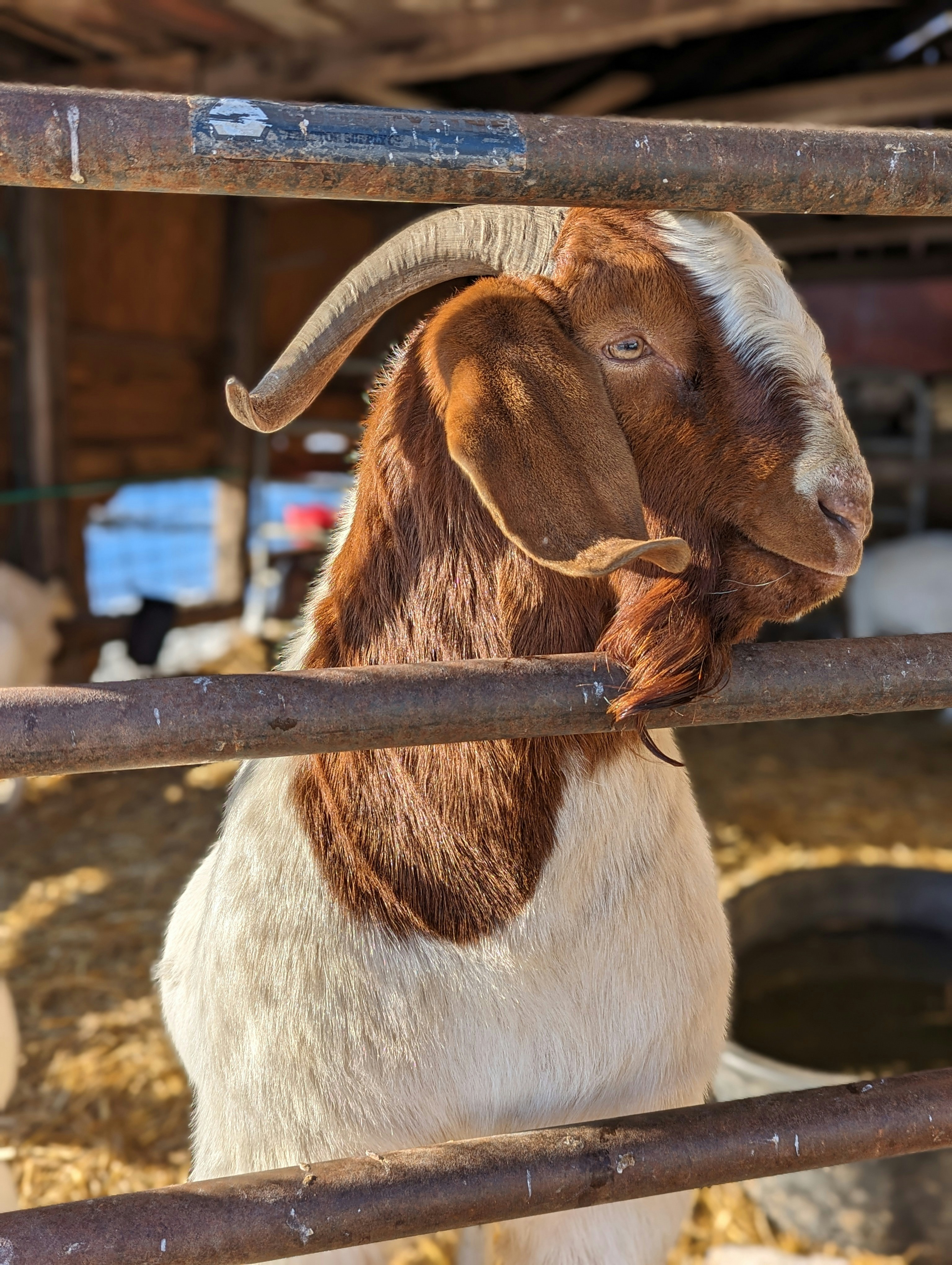 Boer Goat