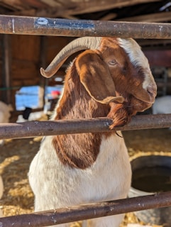 A brown and white goat sticking its head over a fence