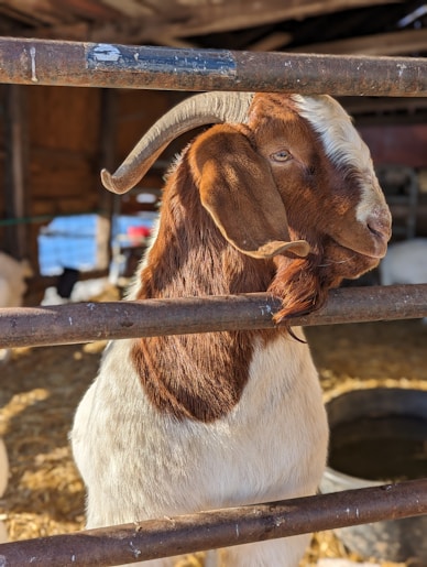 A brown and white goat sticking its head over a fence