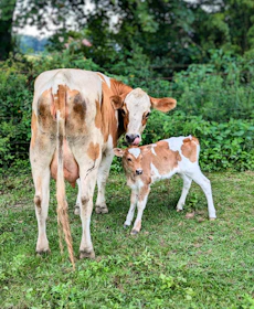 A brown and white cow standing next to a baby cow