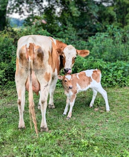 A brown and white cow standing next to a baby cow