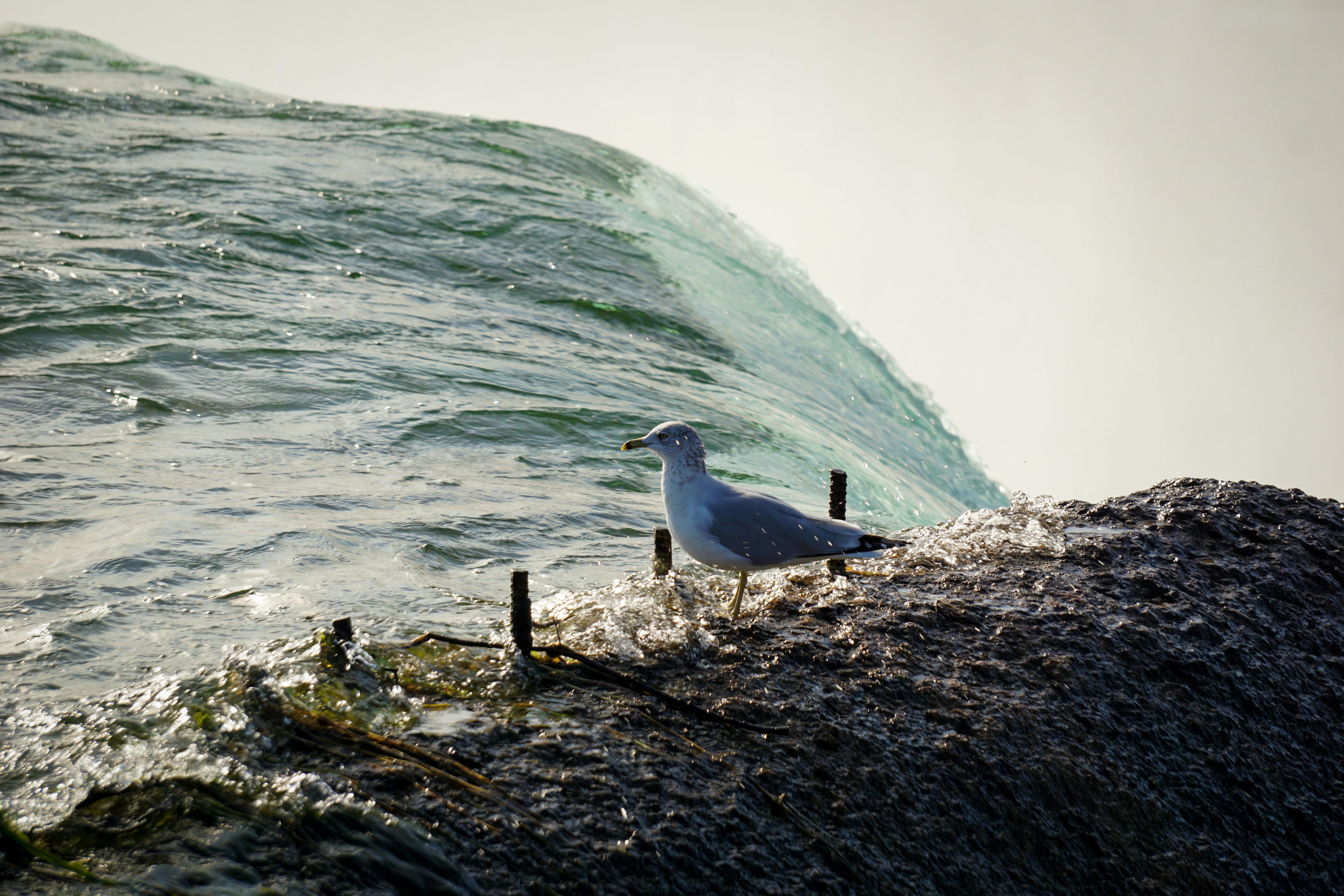 Photo by rollerroller8