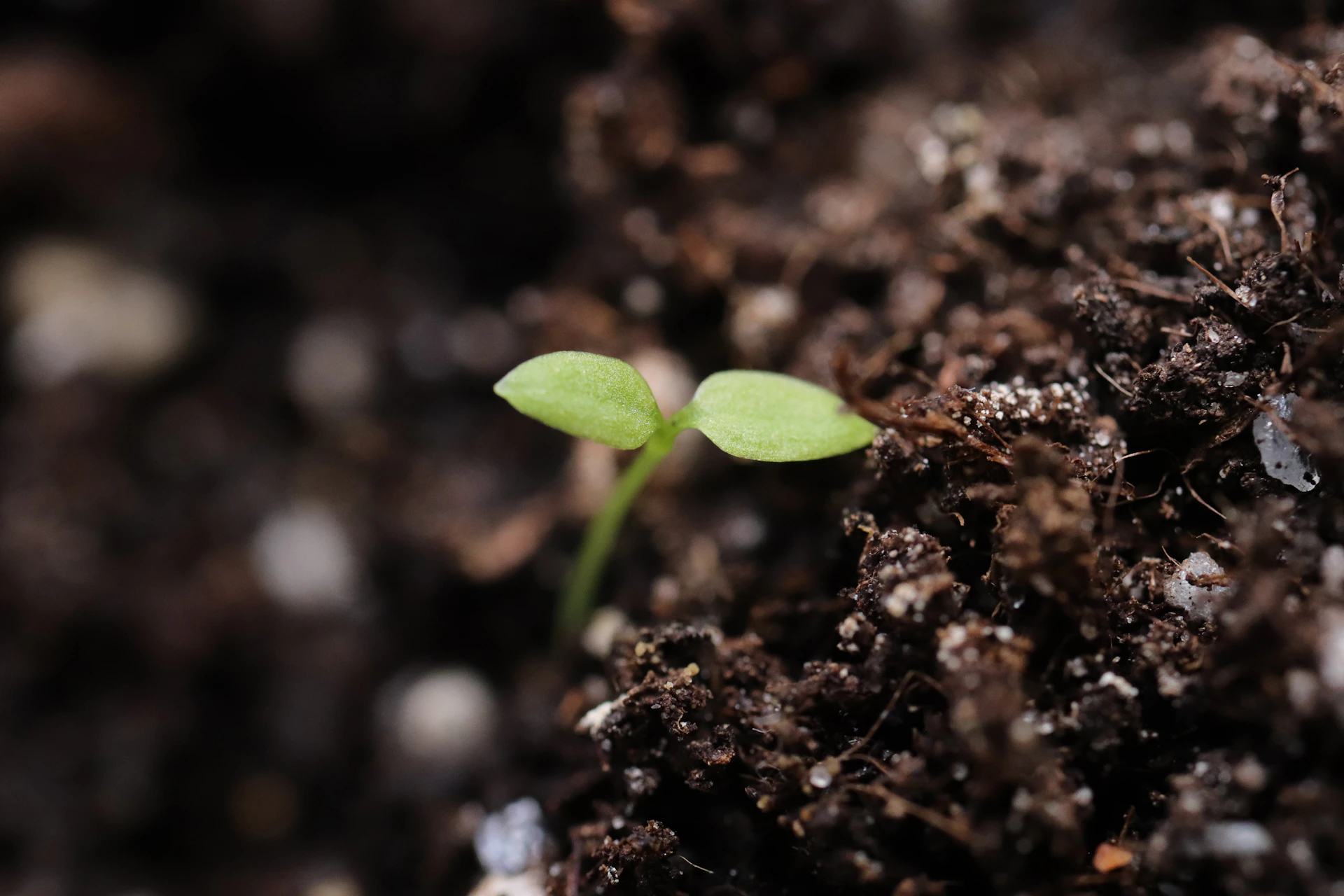 A young plant sprouts from the ground