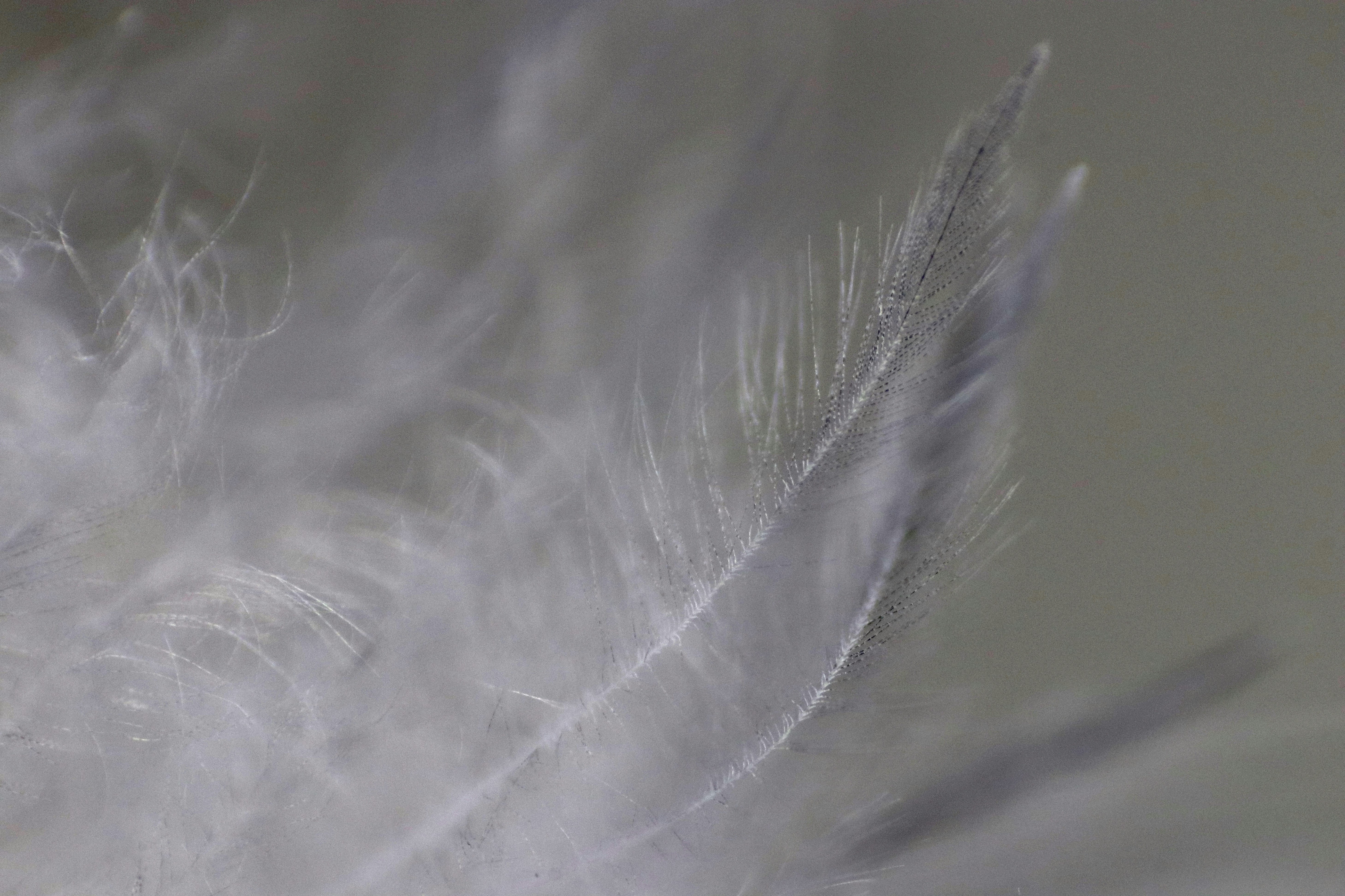 Prevent Feather Plucking: Expert Bird Care Guide
