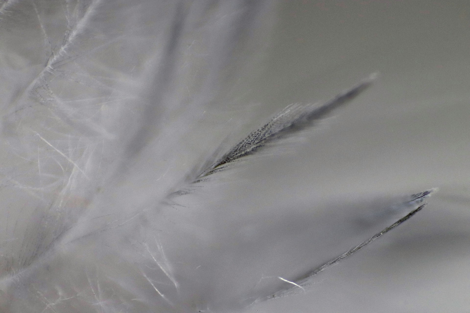 A close up of a white feather on a table