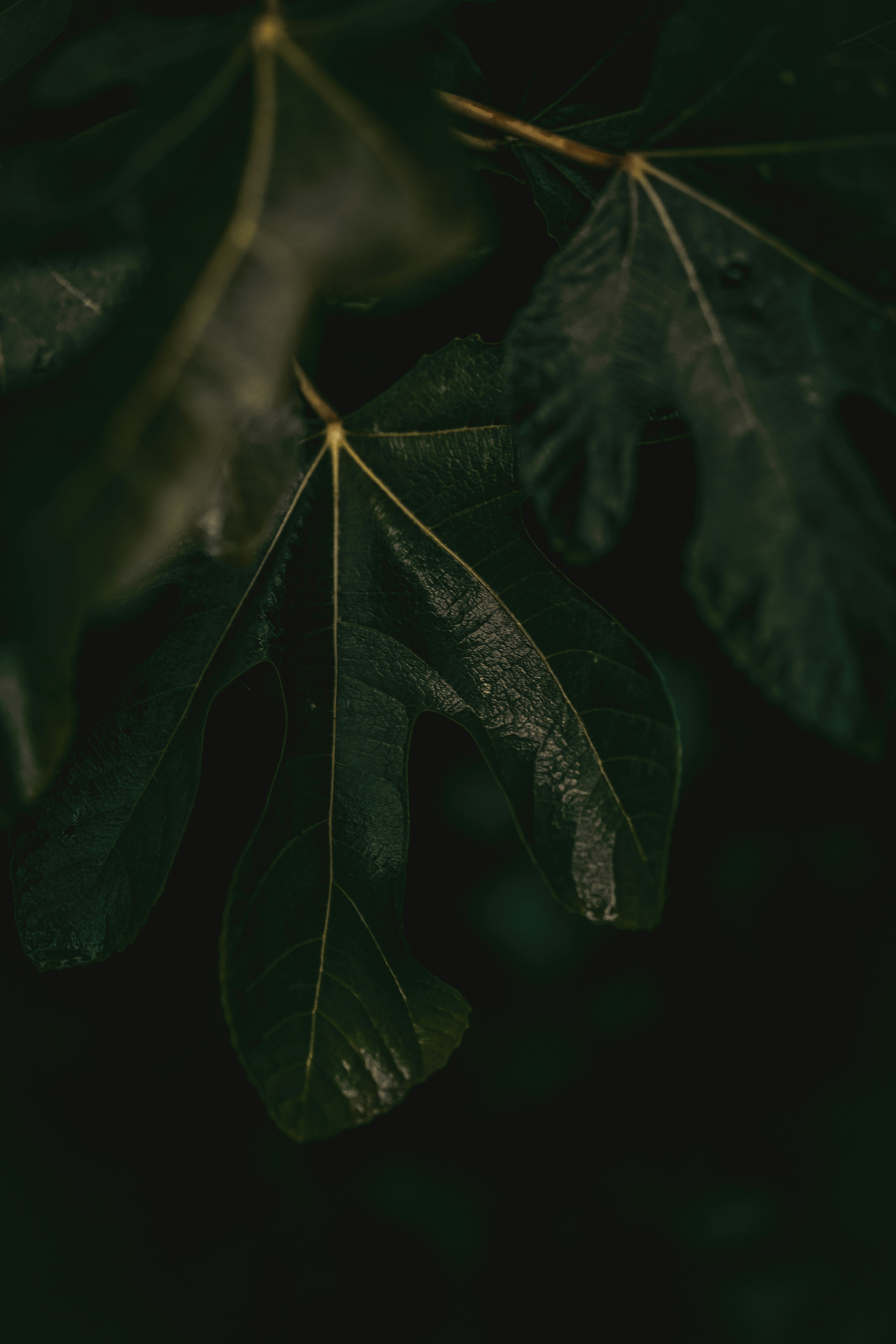 Photo by kalaniparker