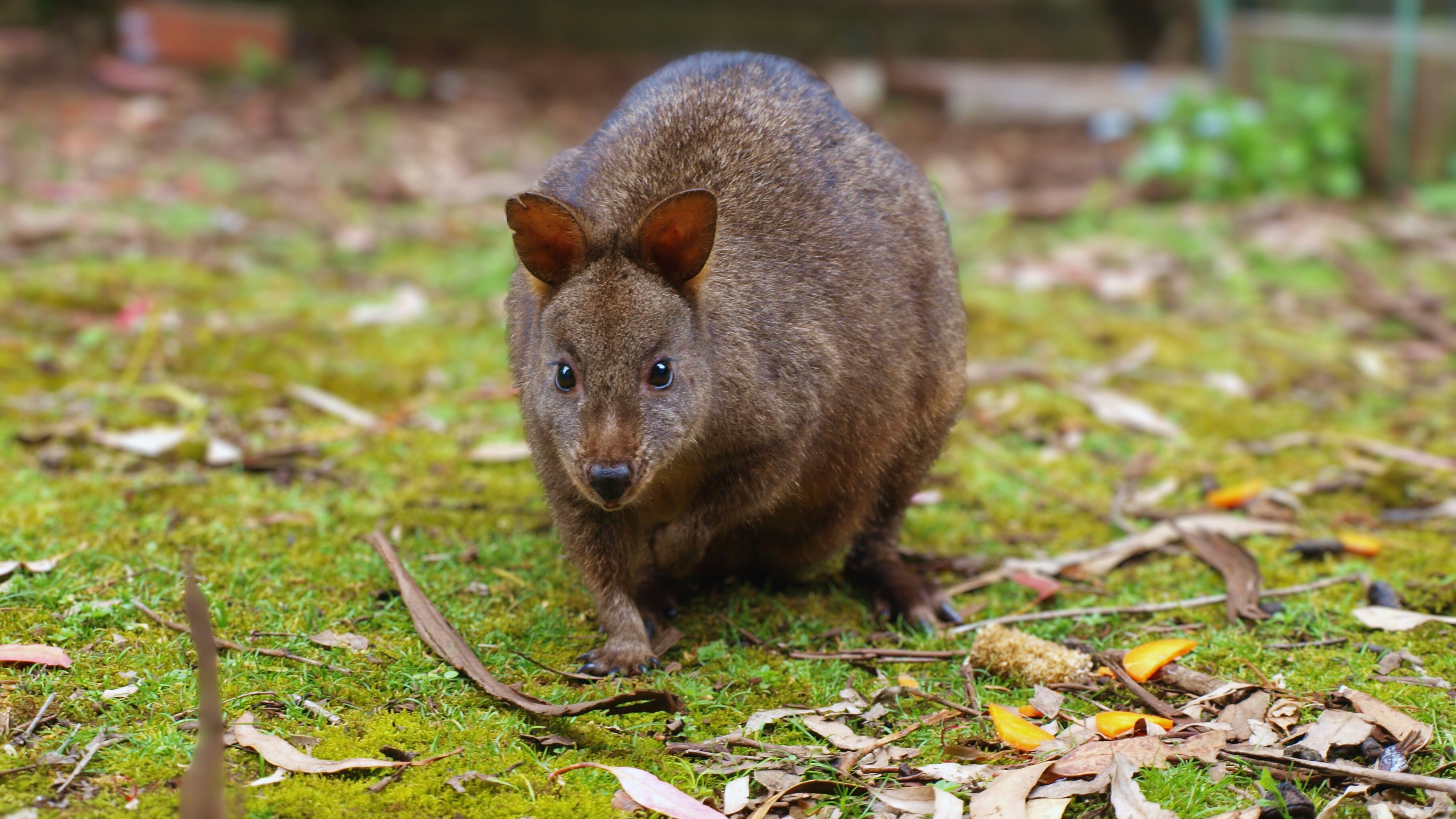Pademelon