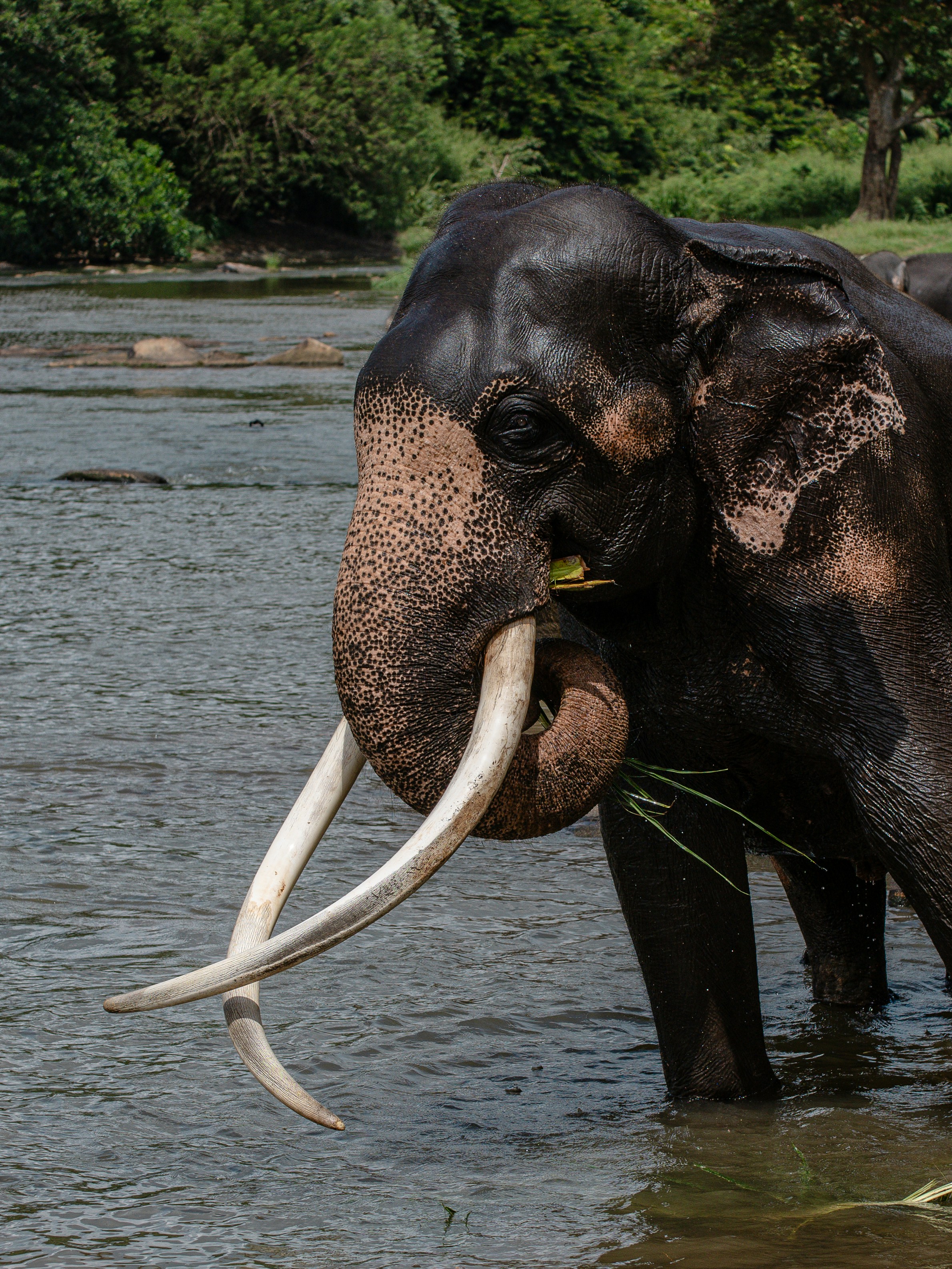 An elephant with tusks in a body of water
