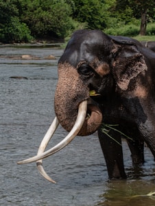 An elephant with tusks in a body of water