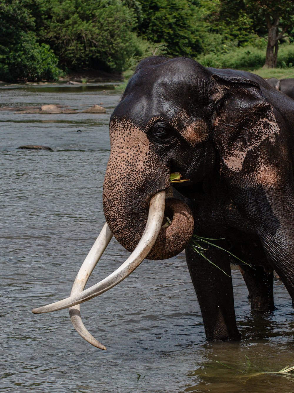 Elephant drinking at the waterhole