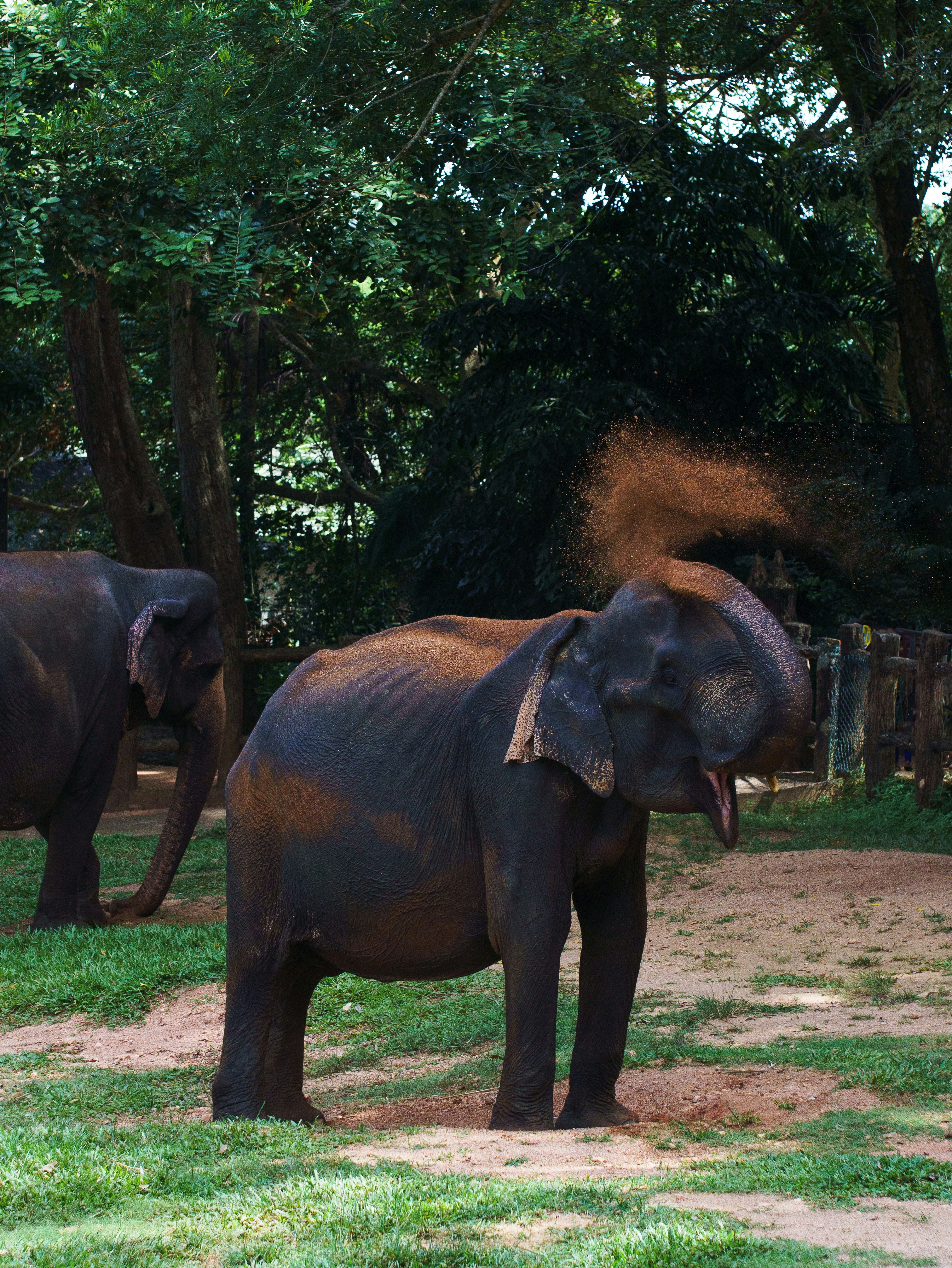 A couple of elephants standing on top of a lush green field