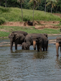 A herd of elephants walking across a river