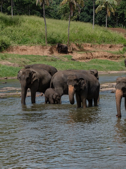 A herd of elephants walking across a river