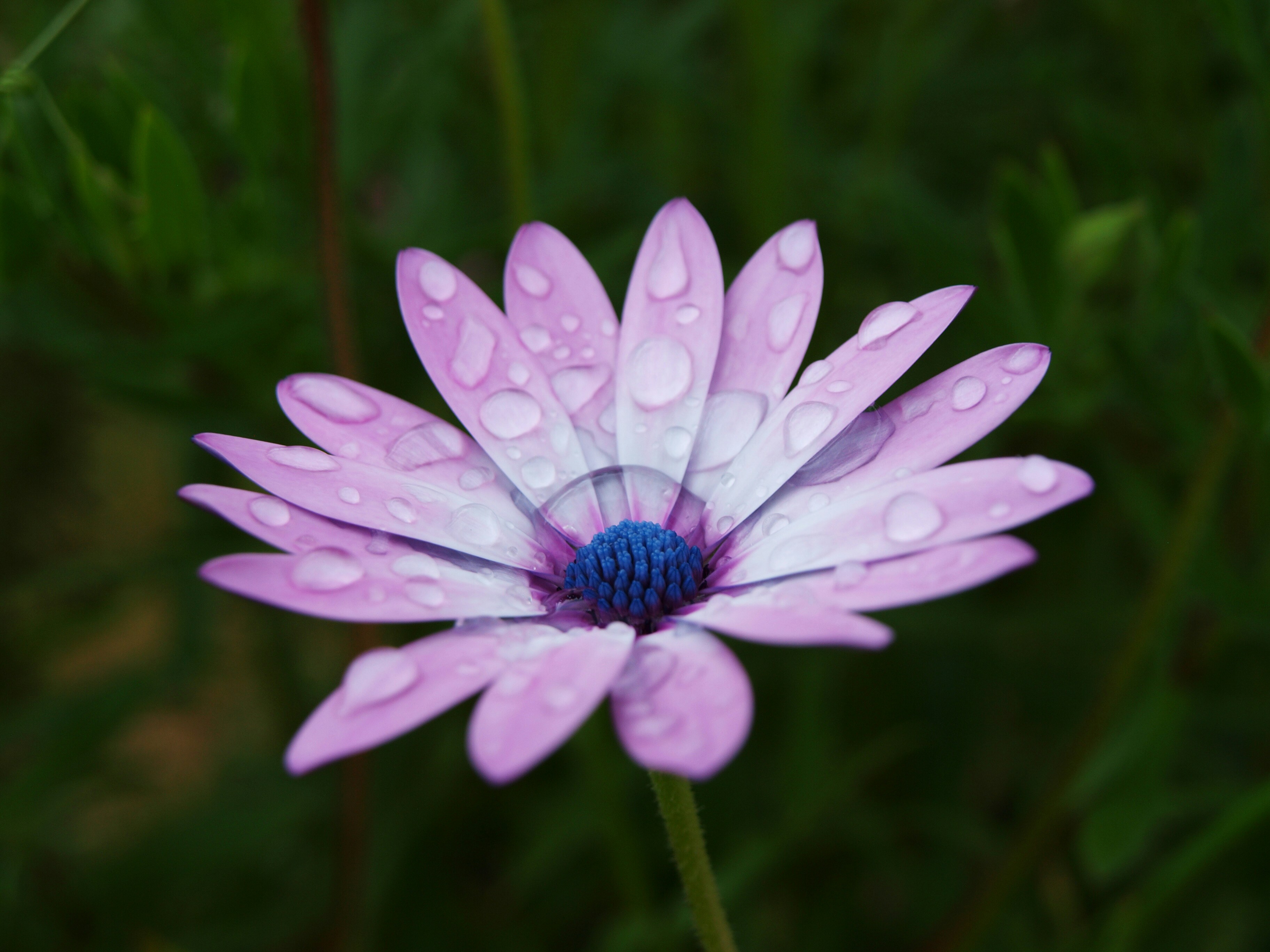 Photo by lutruwita_exposure