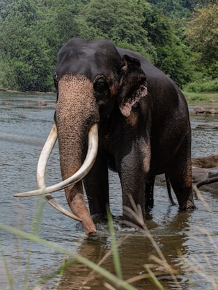 An elephant with long tusks standing in a body of water