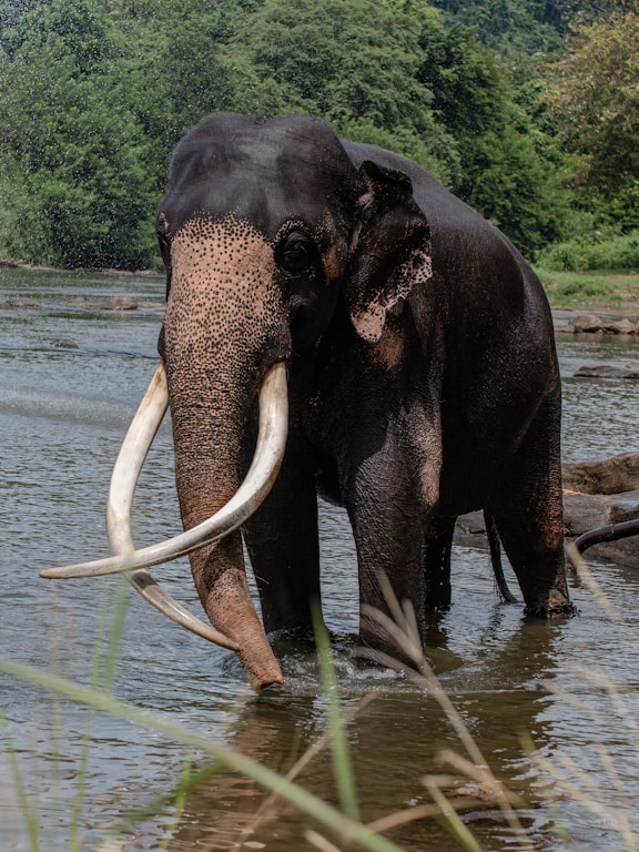 An elephant with long tusks standing in a body of water