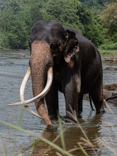 An elephant with long tusks standing in a body of water