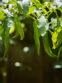 A close up of a green plant with leaves